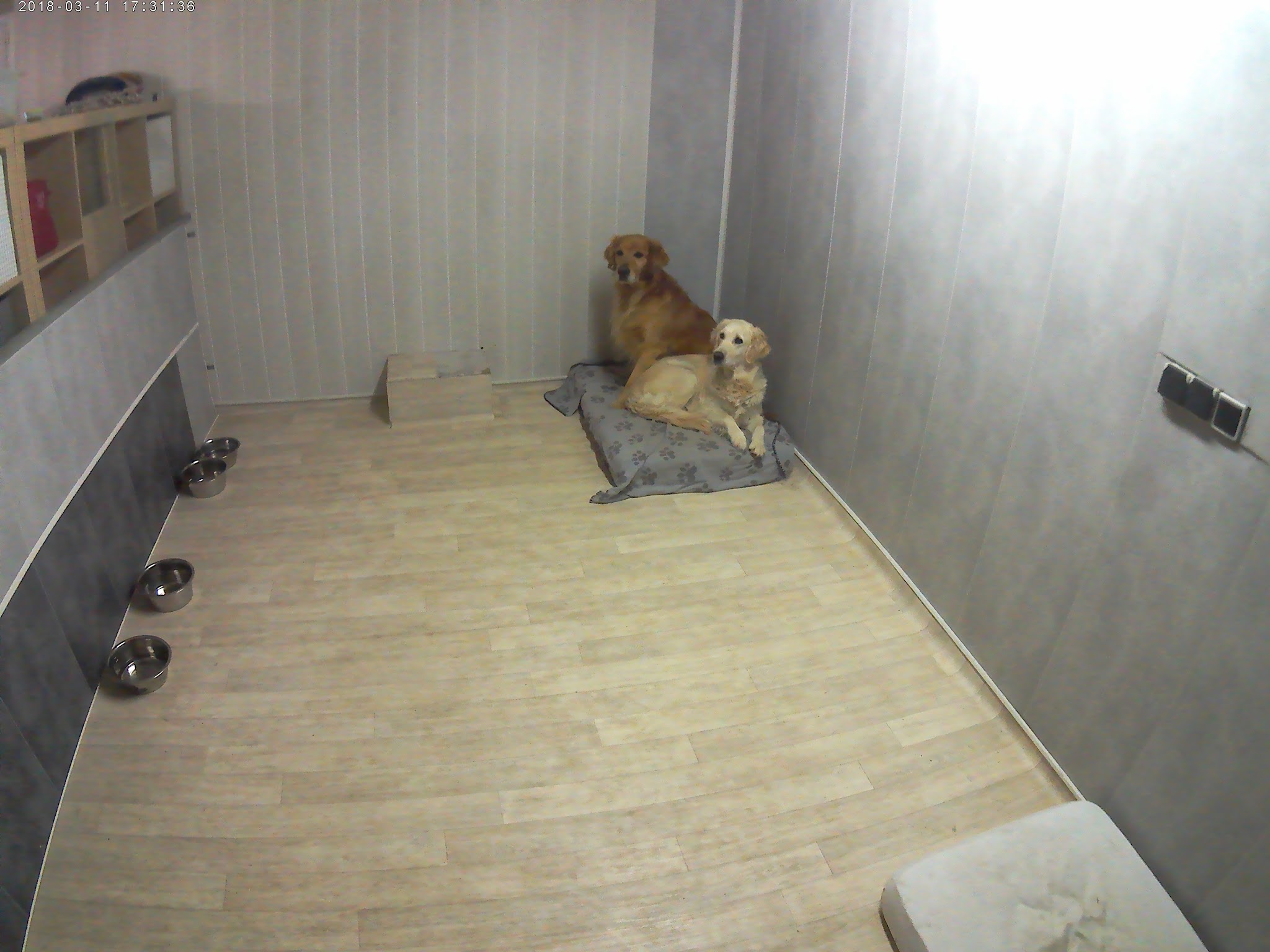 4pattes44 — photo
