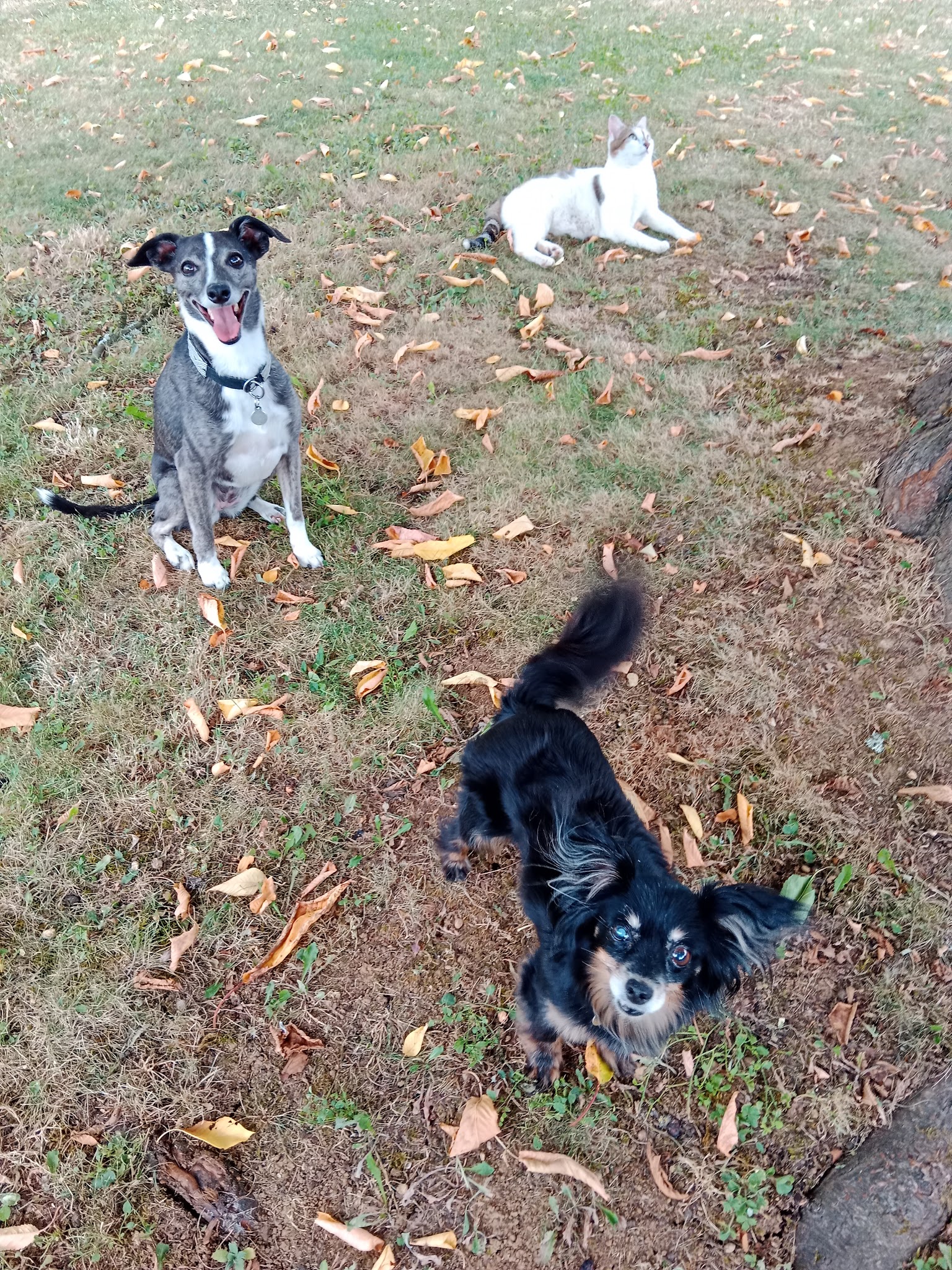Louna et Cie, Garde d'animaux — photo