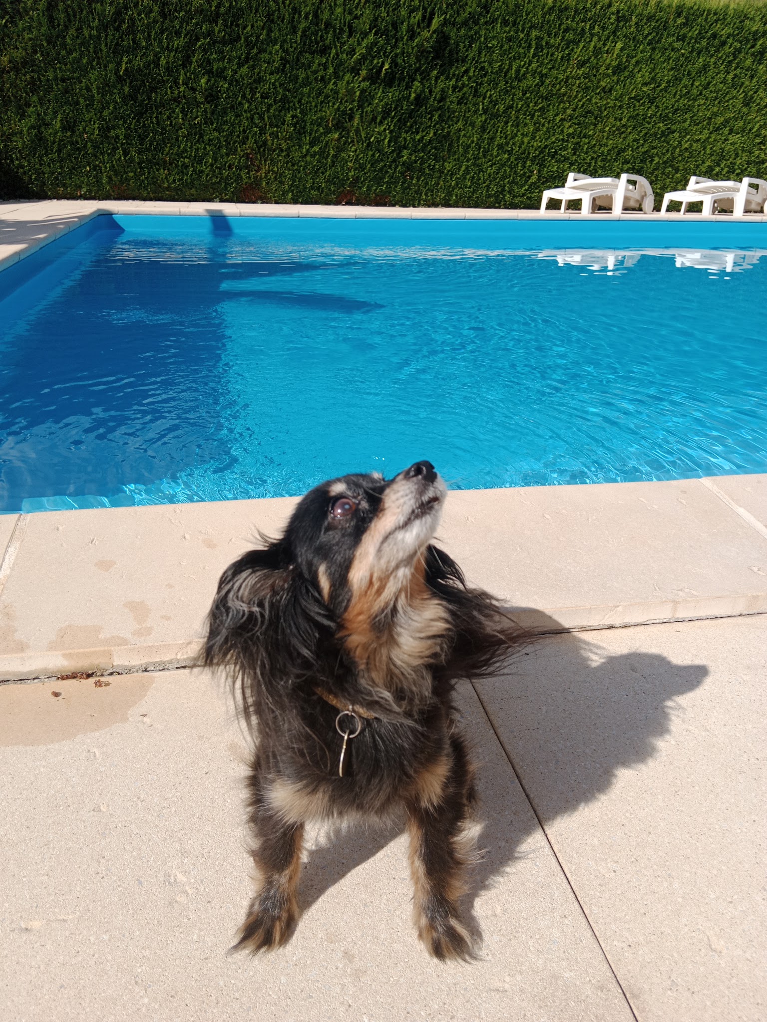 Louna et Cie, Garde d'animaux — photo