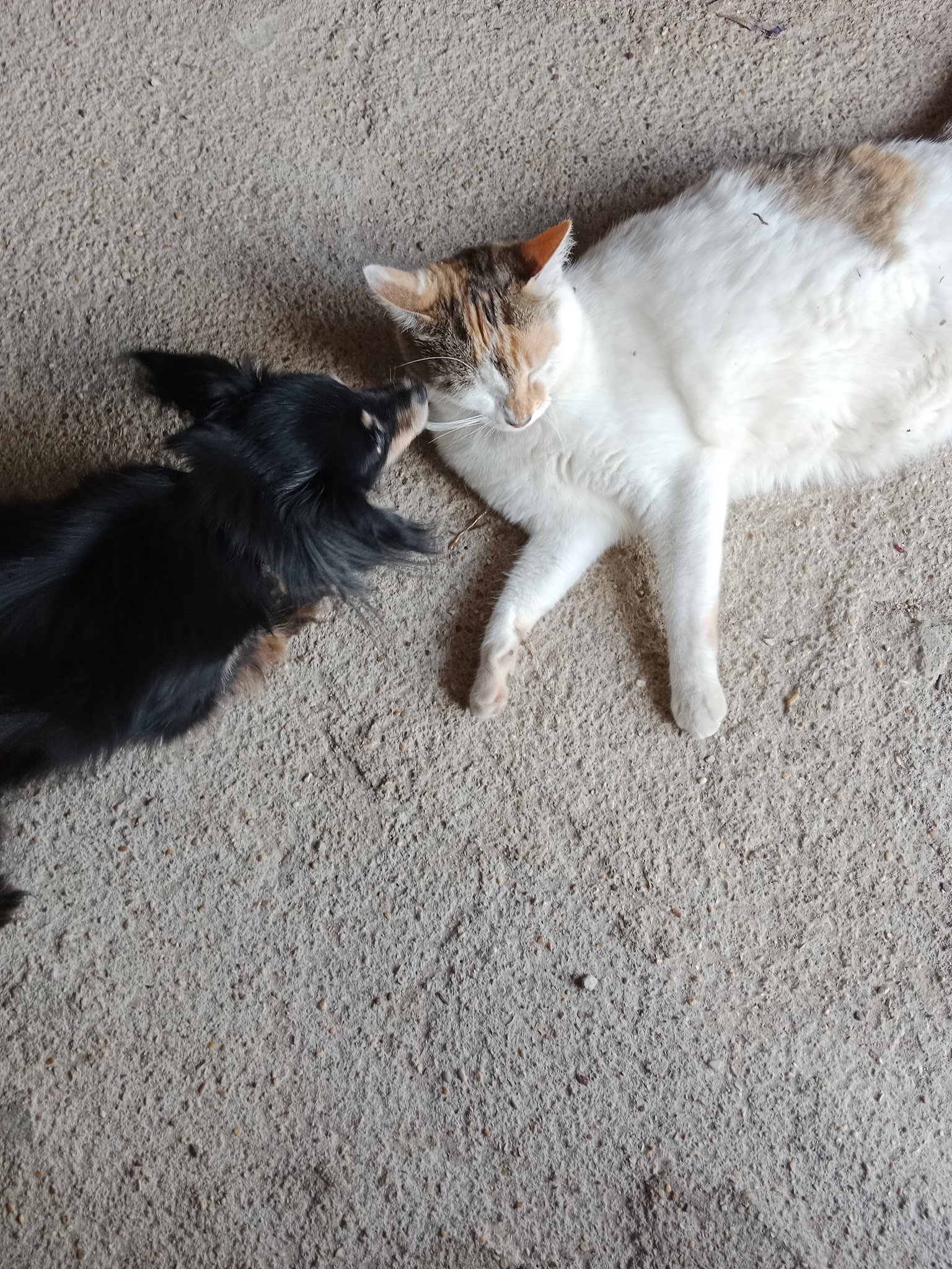 Louna et Cie, Garde d'animaux — photo