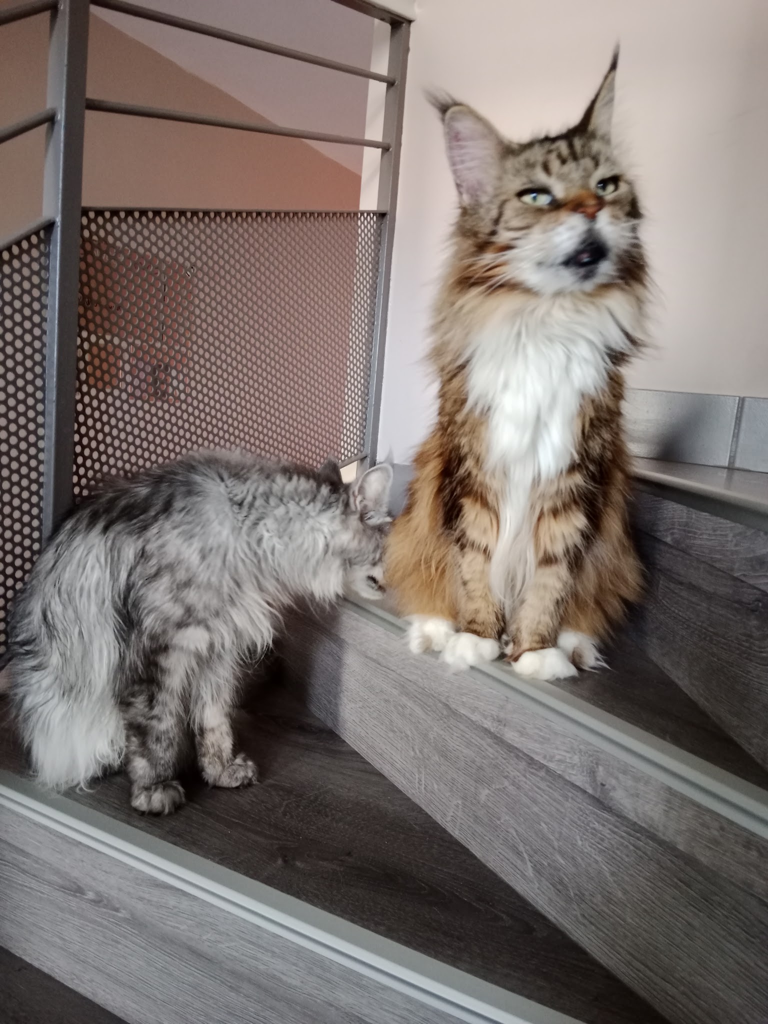 Louna et Cie, Garde d'animaux