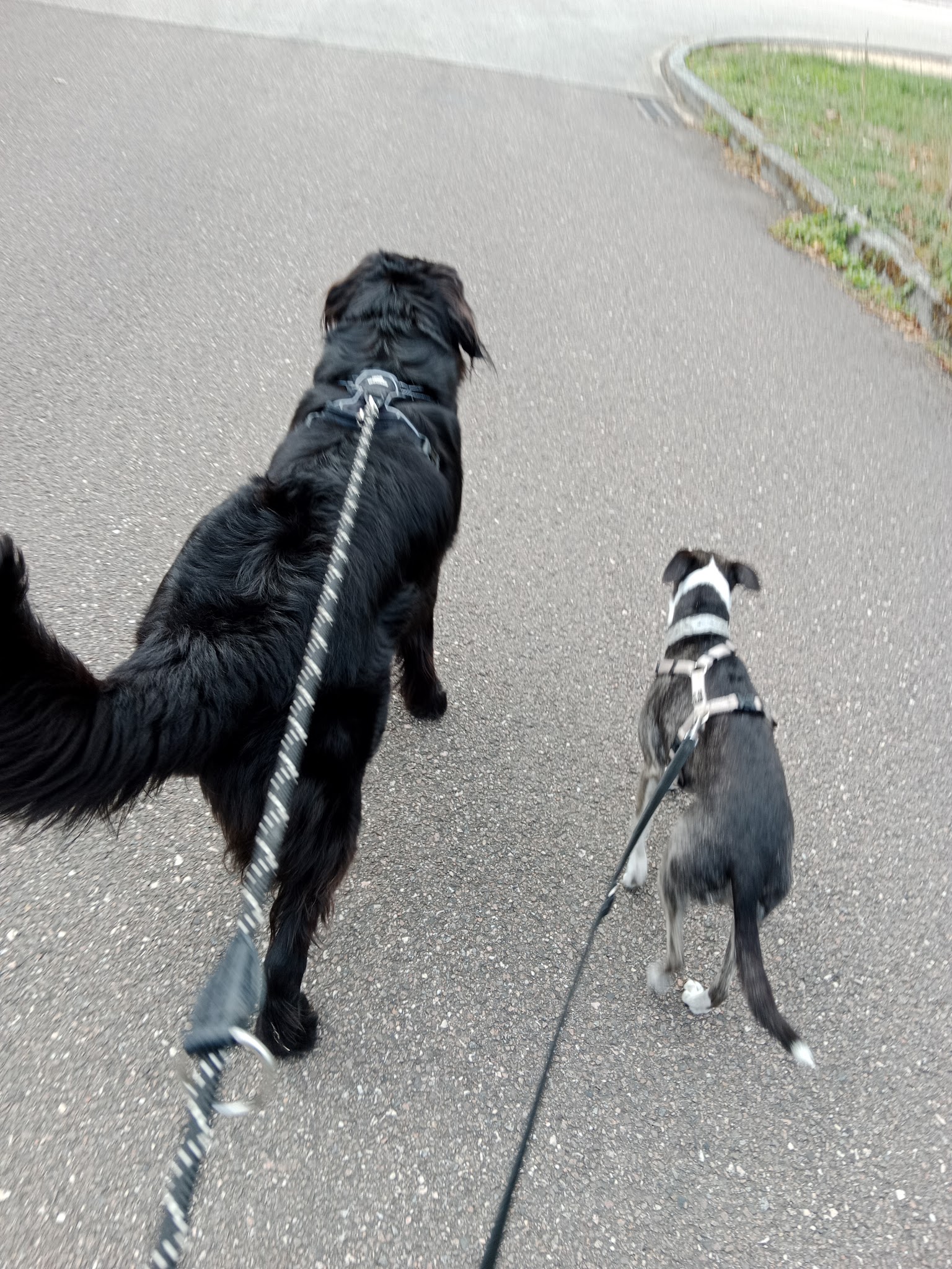 Louna et Cie, Garde d'animaux — photo