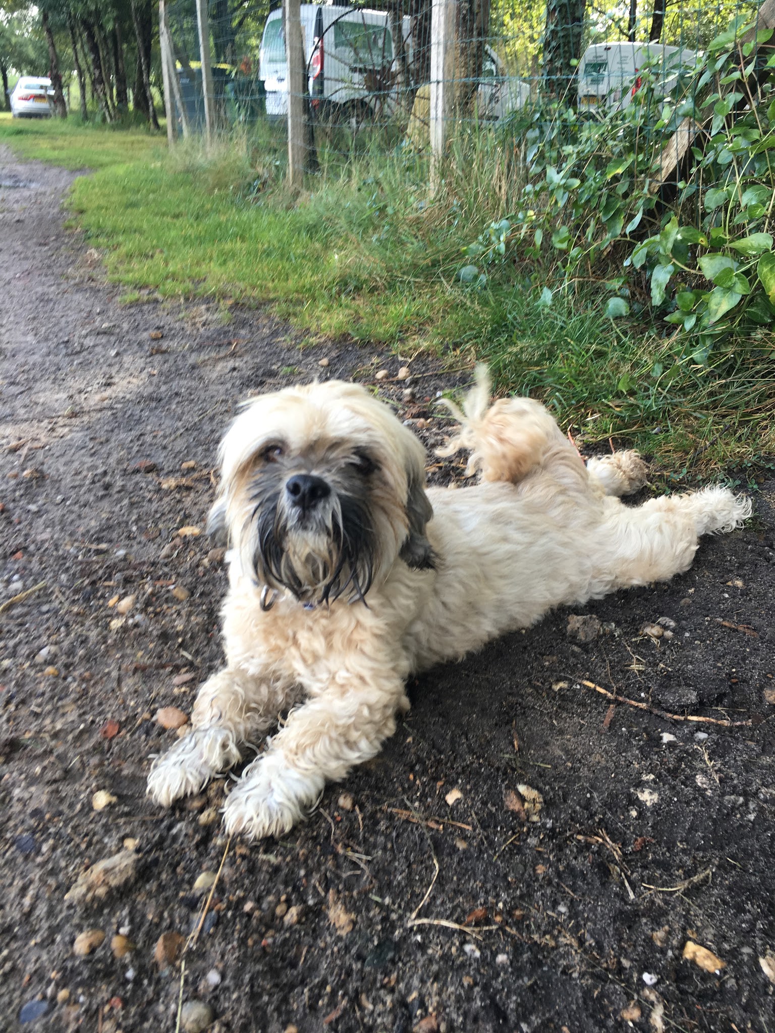 Domaine D'elma pension chien et chat — photo