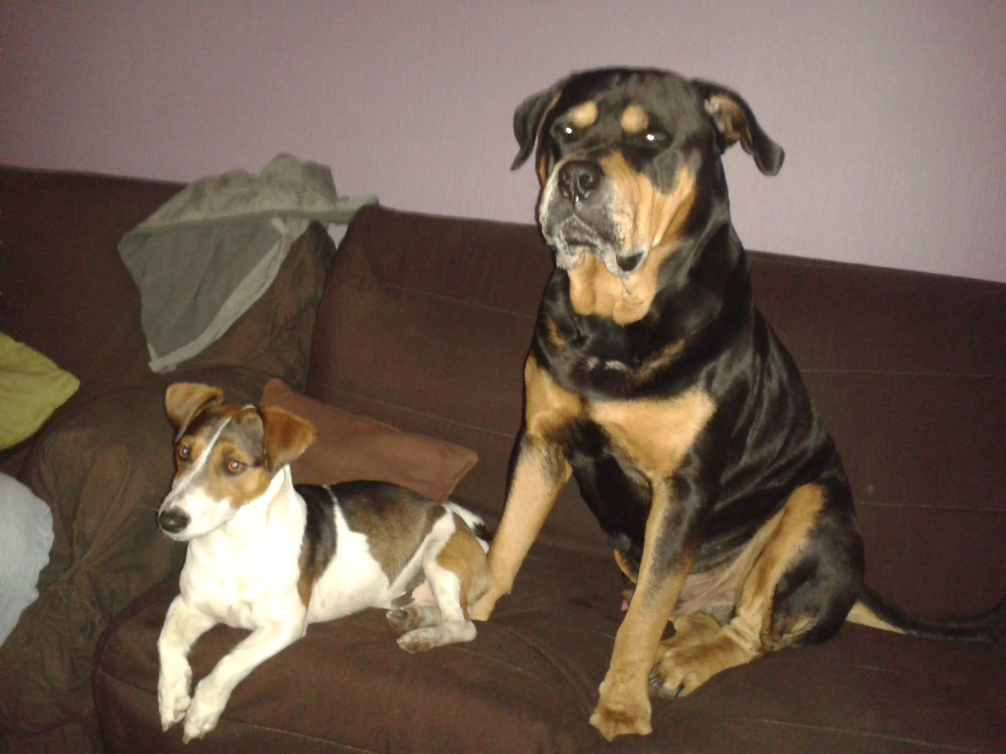 Domaine D'elma pension chien et chat — photo