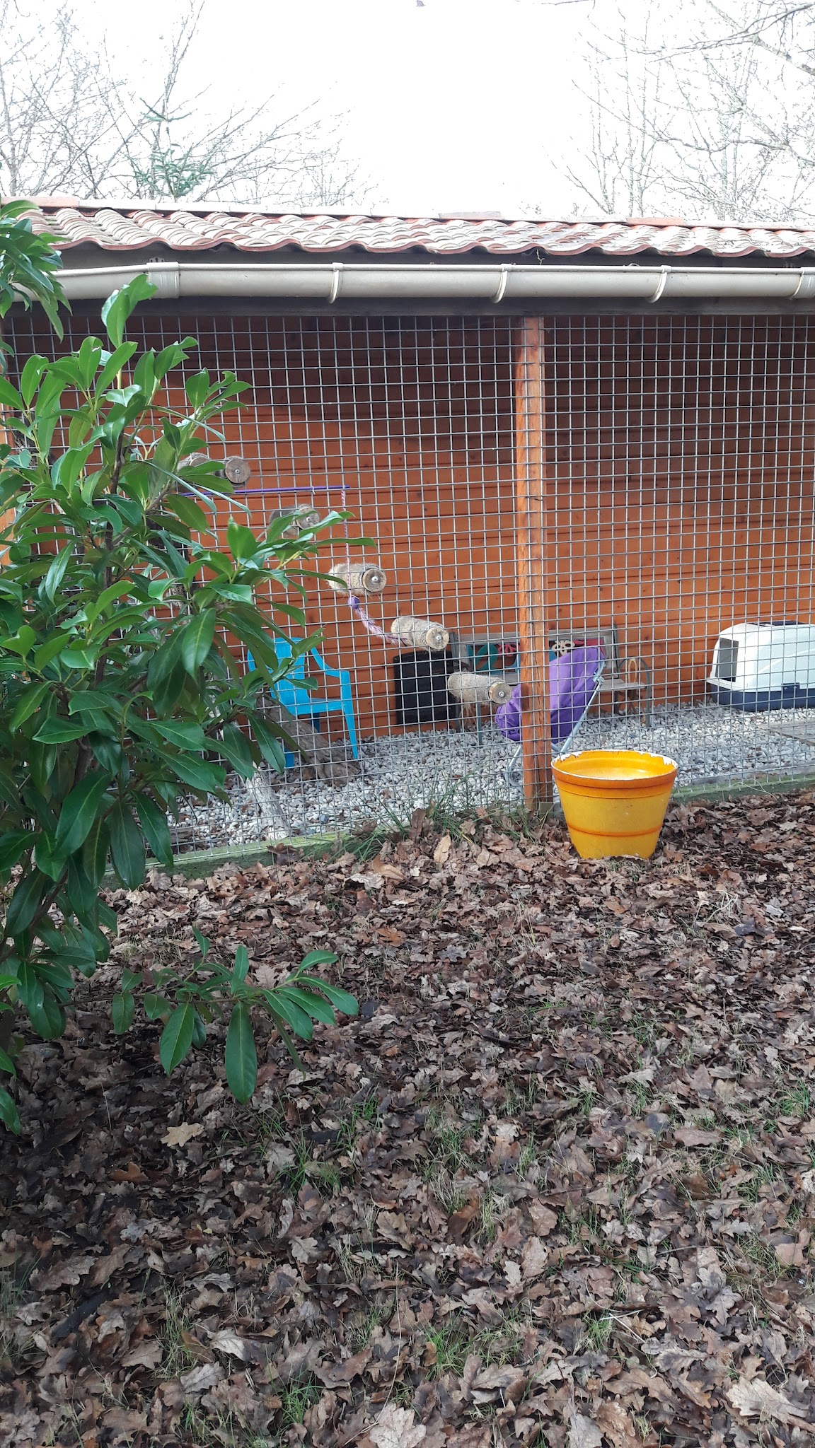 Domaine D'elma pension chien et chat — photo
