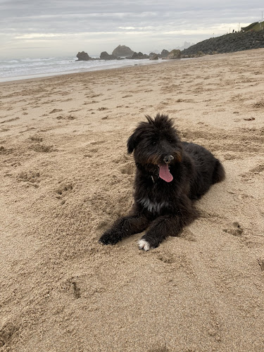 Pension Canine & Féline Escarrebousse