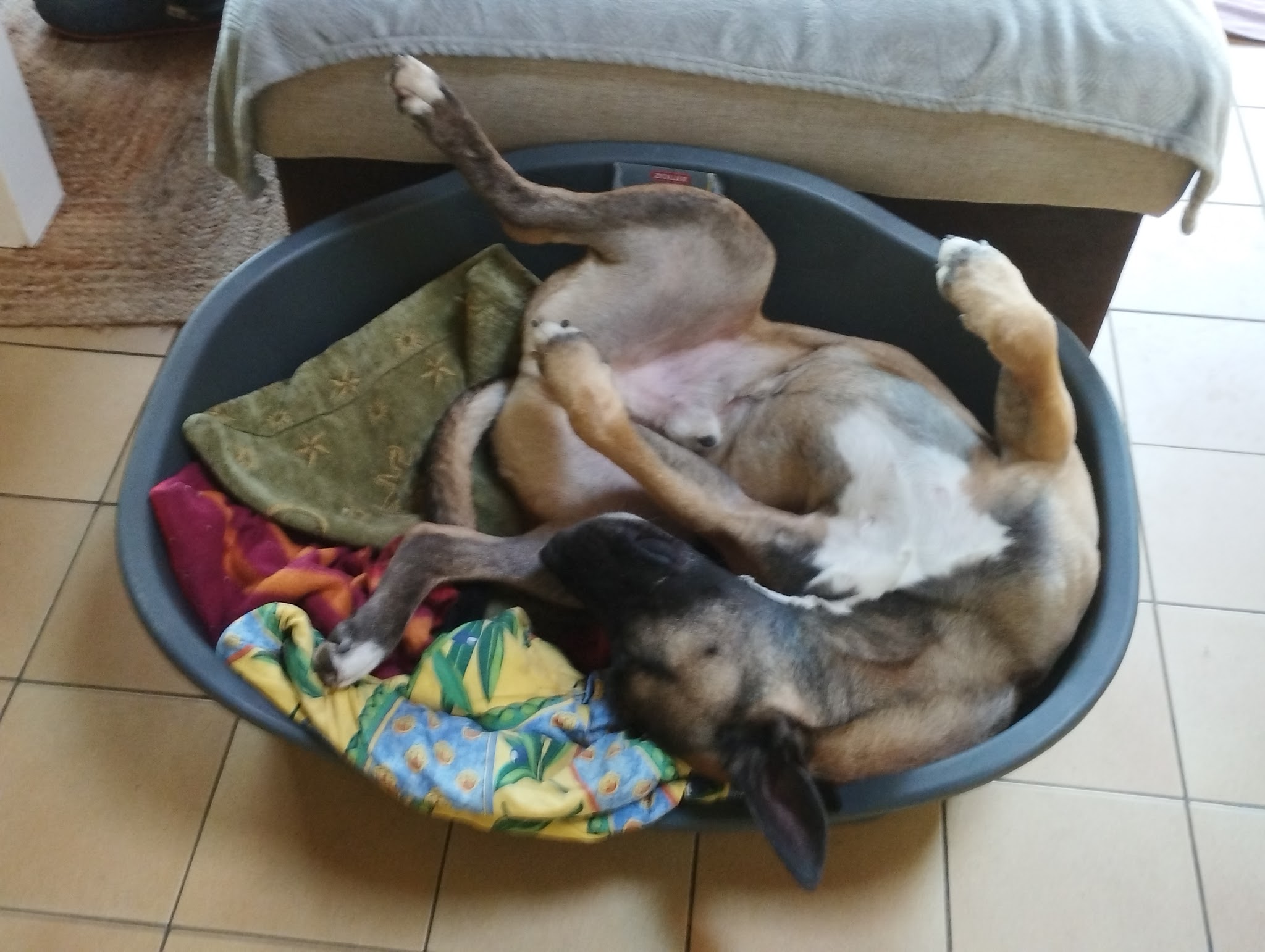 Pension Canine & Féline Escarrebousse — photo