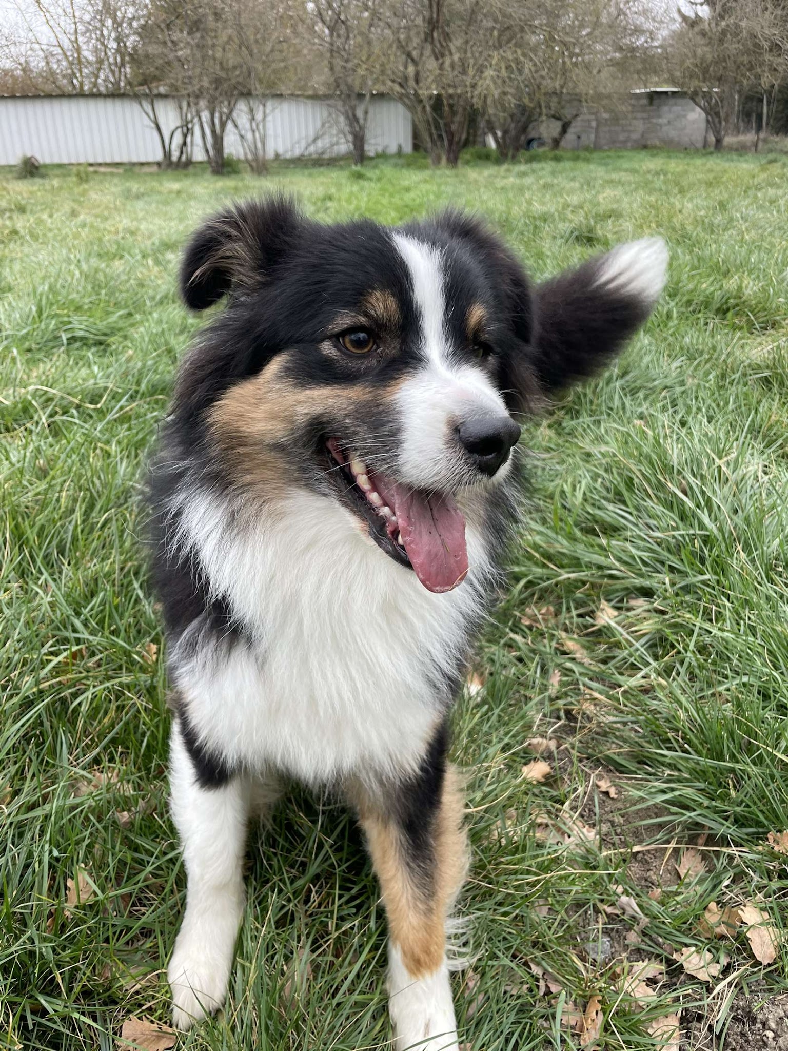 Pension Canine et Féline des Rouzilles ,éducateur canin et comportementaliste chien — photo