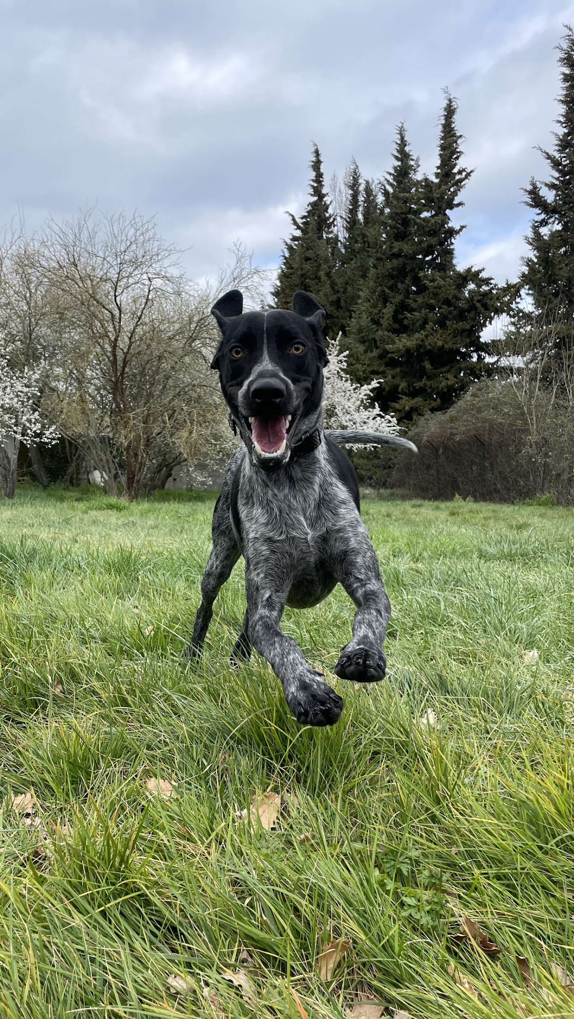 Pension Canine et Féline des Rouzilles ,éducateur canin et comportementaliste chien — photo