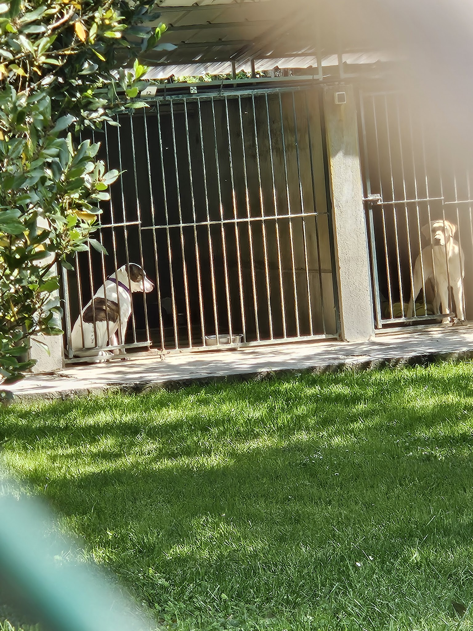 Pension Canine et Féline des Rouzilles ,éducateur canin et comportementaliste chien — photo
