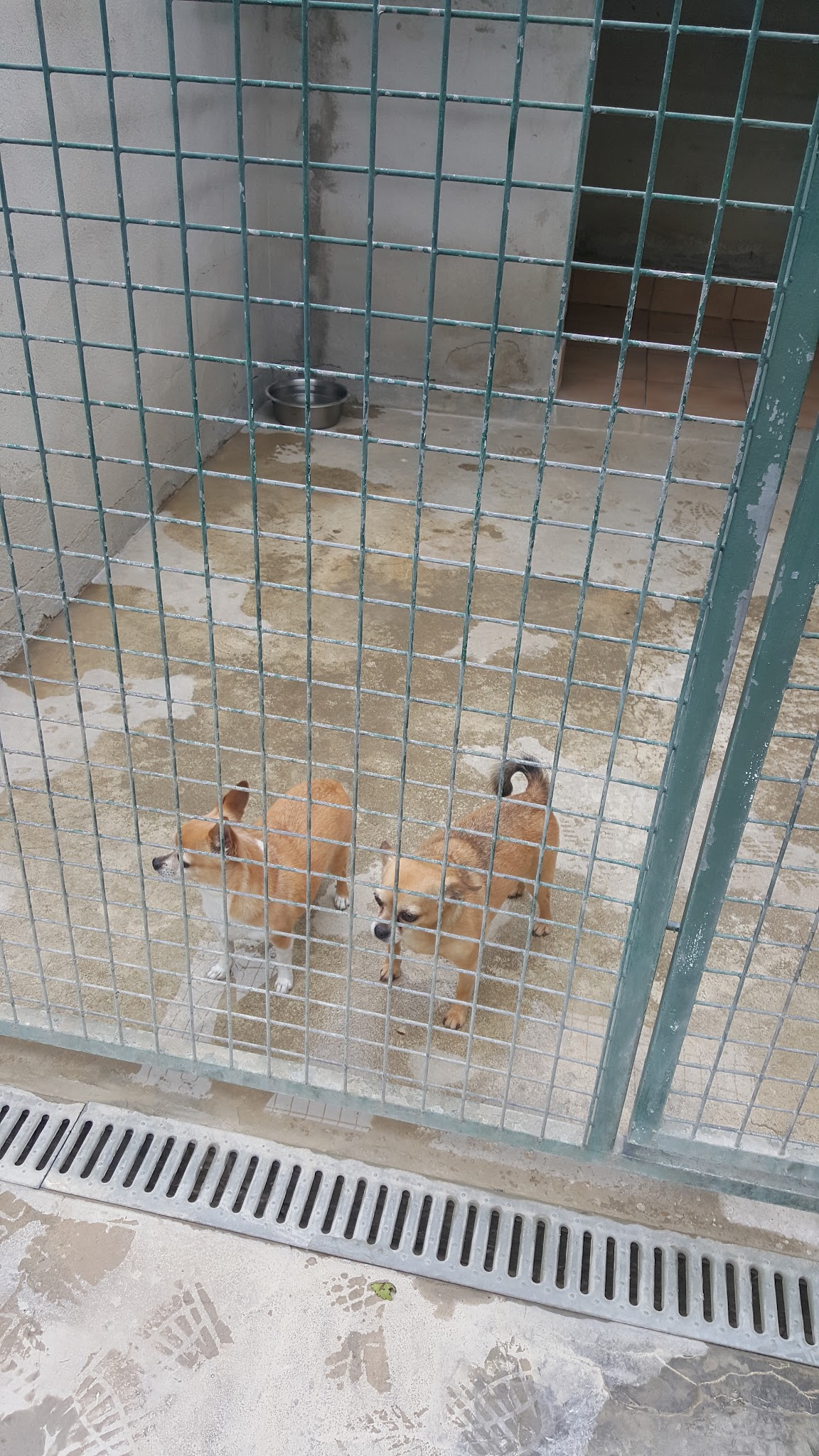 Pension Canine et Féline des Rouzilles ,éducateur canin et comportementaliste chien — photo