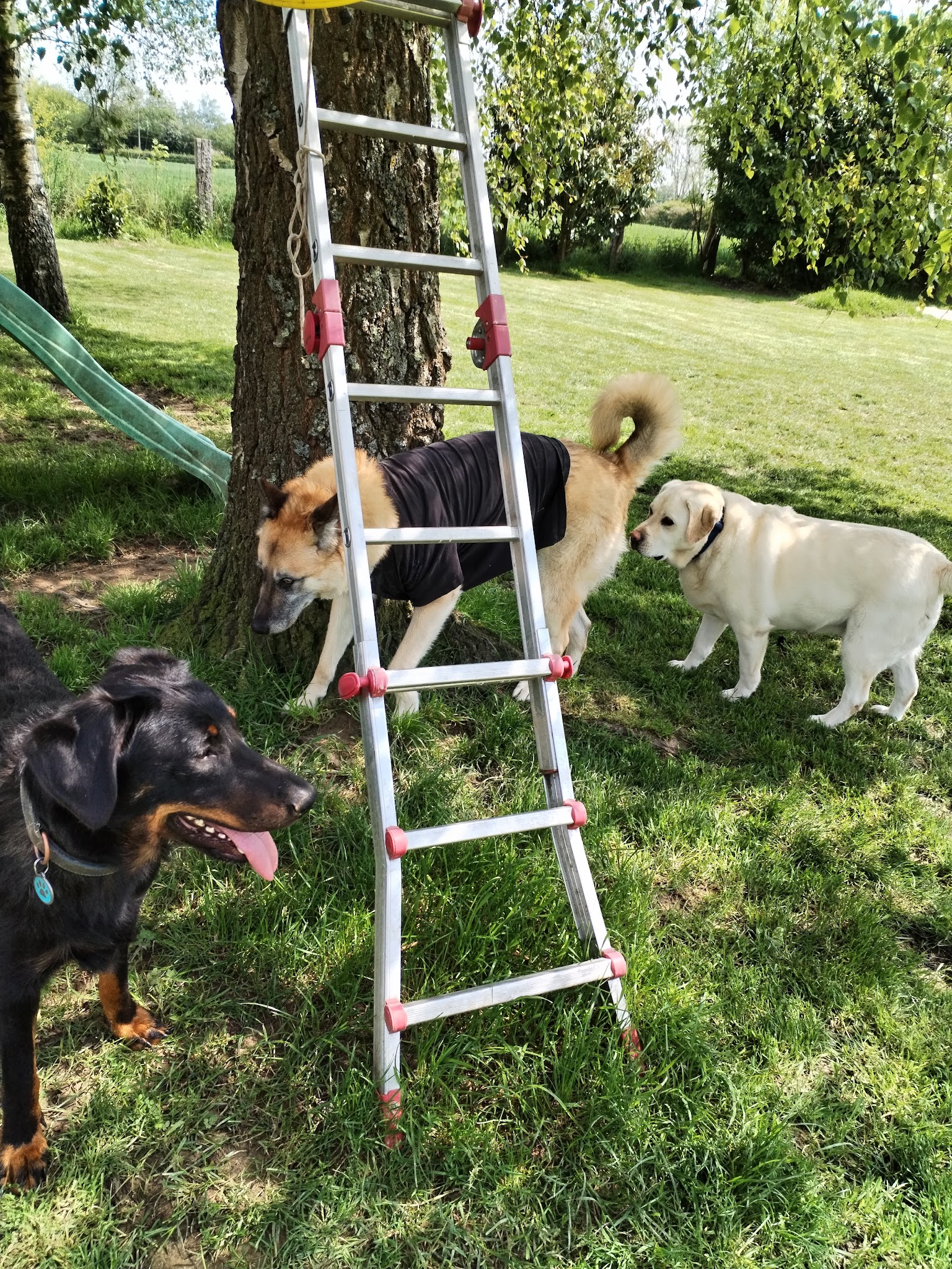 feel-dog — photo