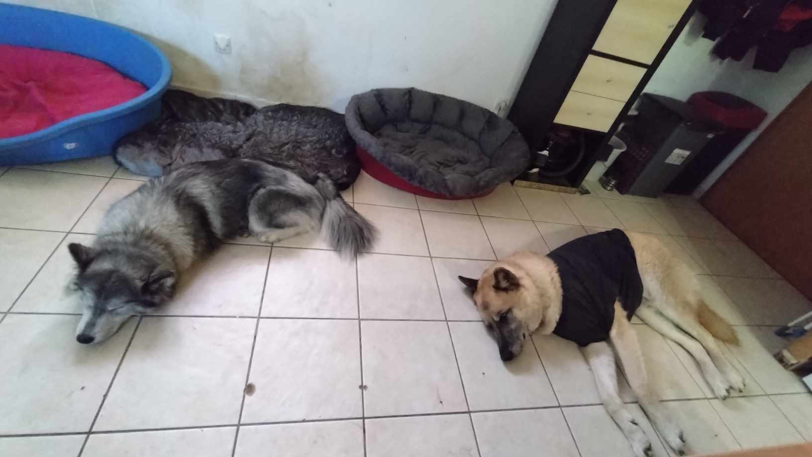 feel-dog — photo