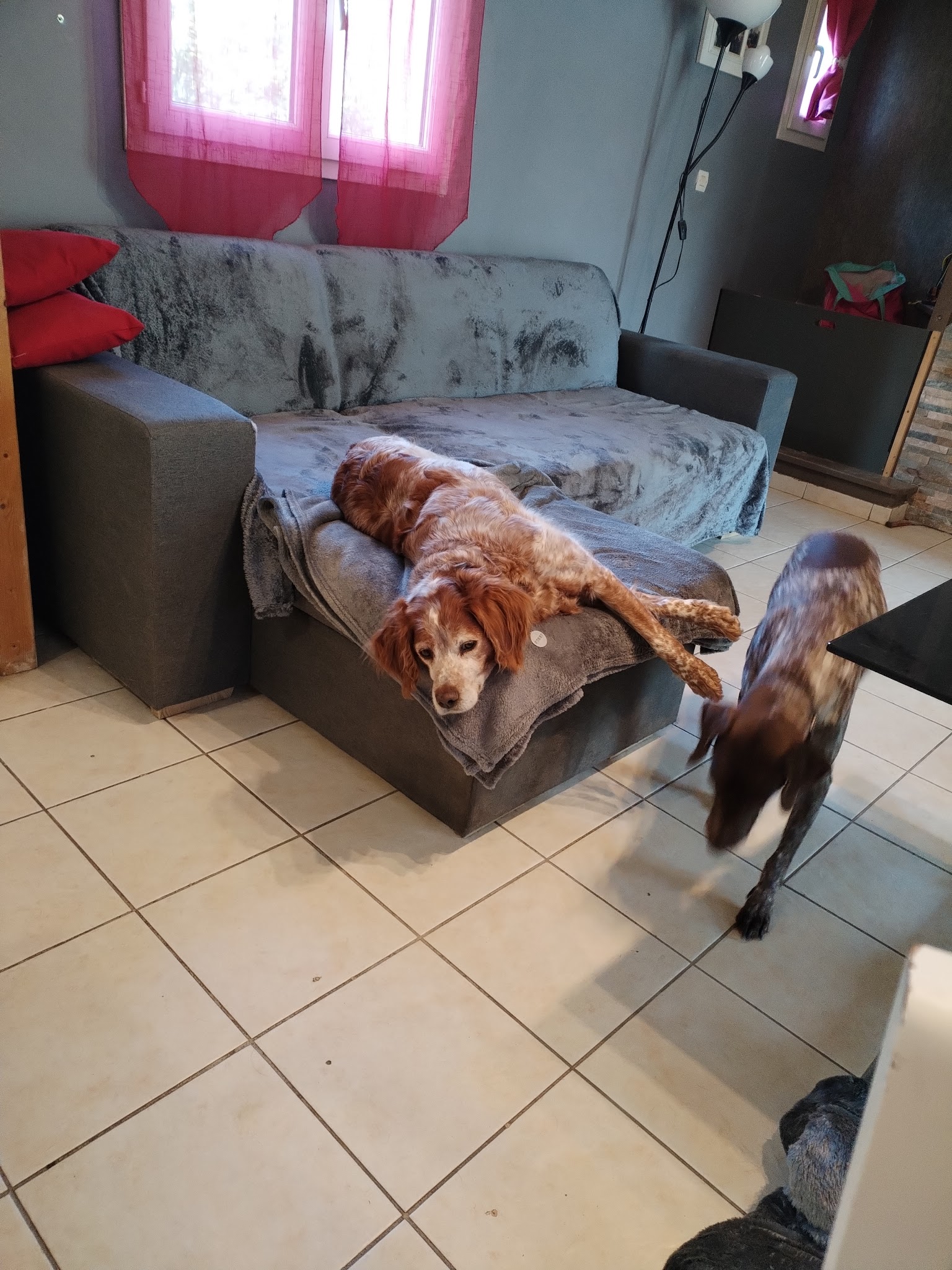 feel-dog — photo