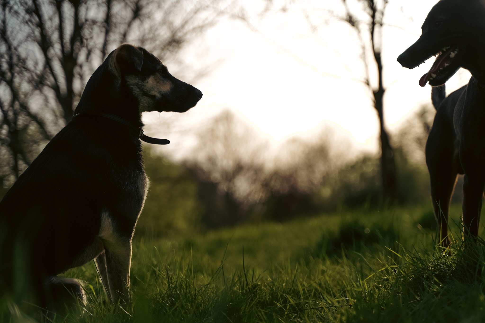 HOTDOGS — photo