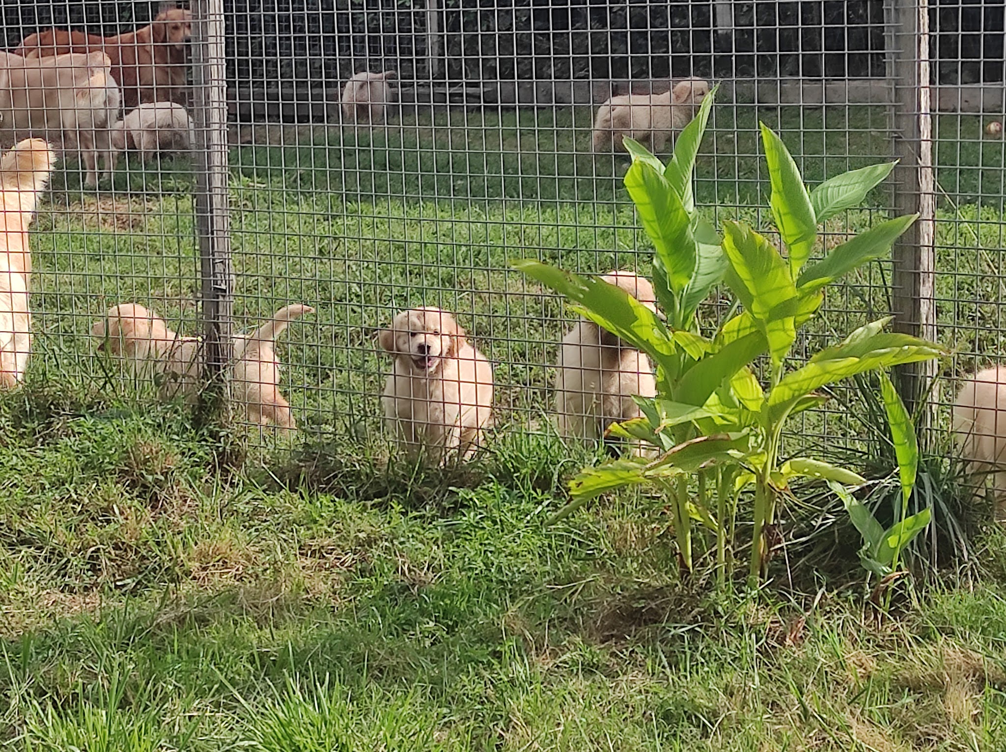 Élevage golden retriever Les prairies De Lagarde — photo