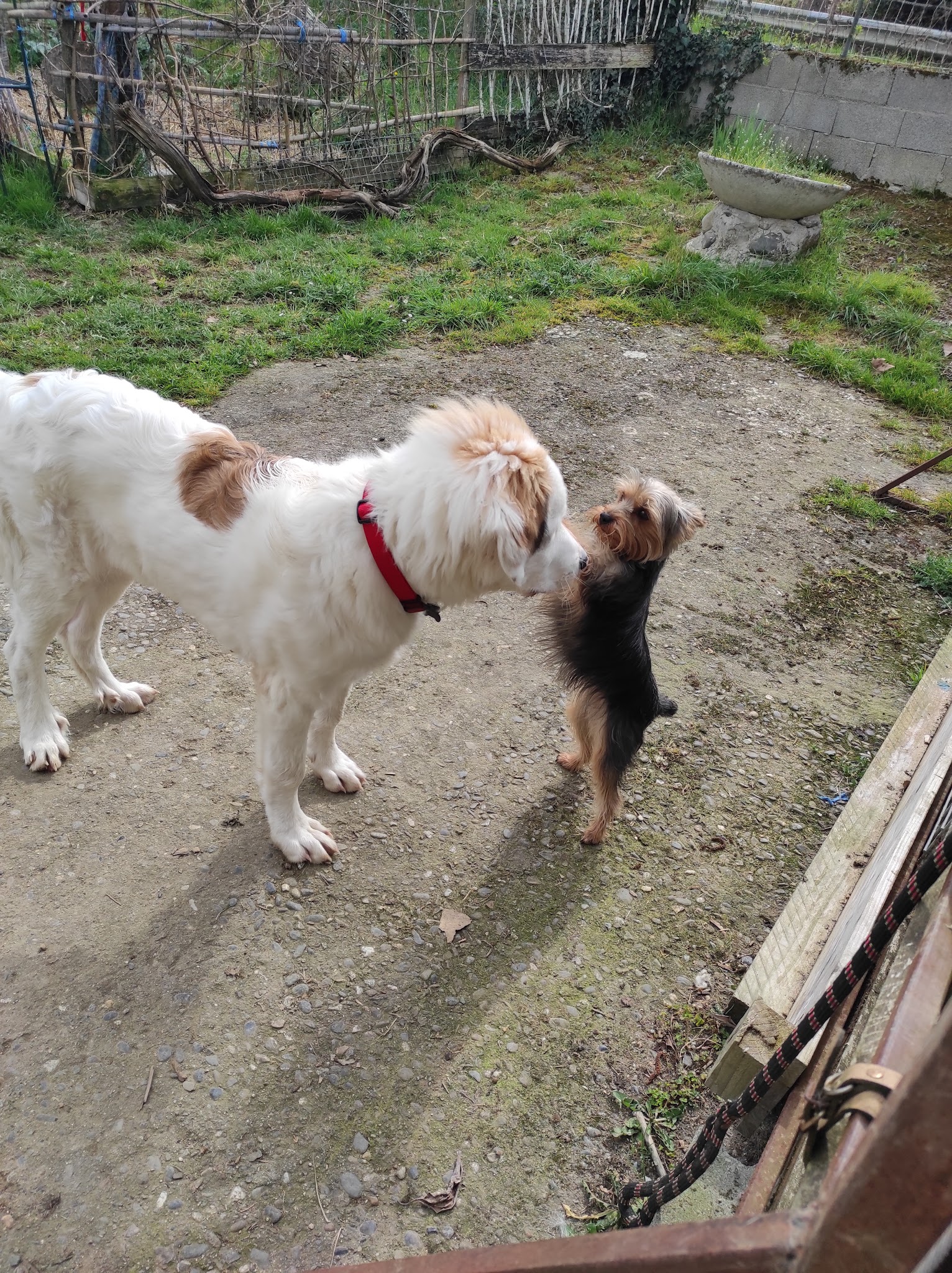 Élevage golden retriever Les prairies De Lagarde — photo