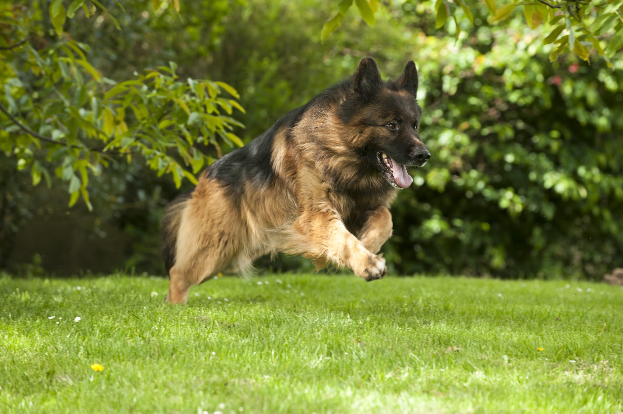 Elevage, pension et éducation canine Combe Delacquis