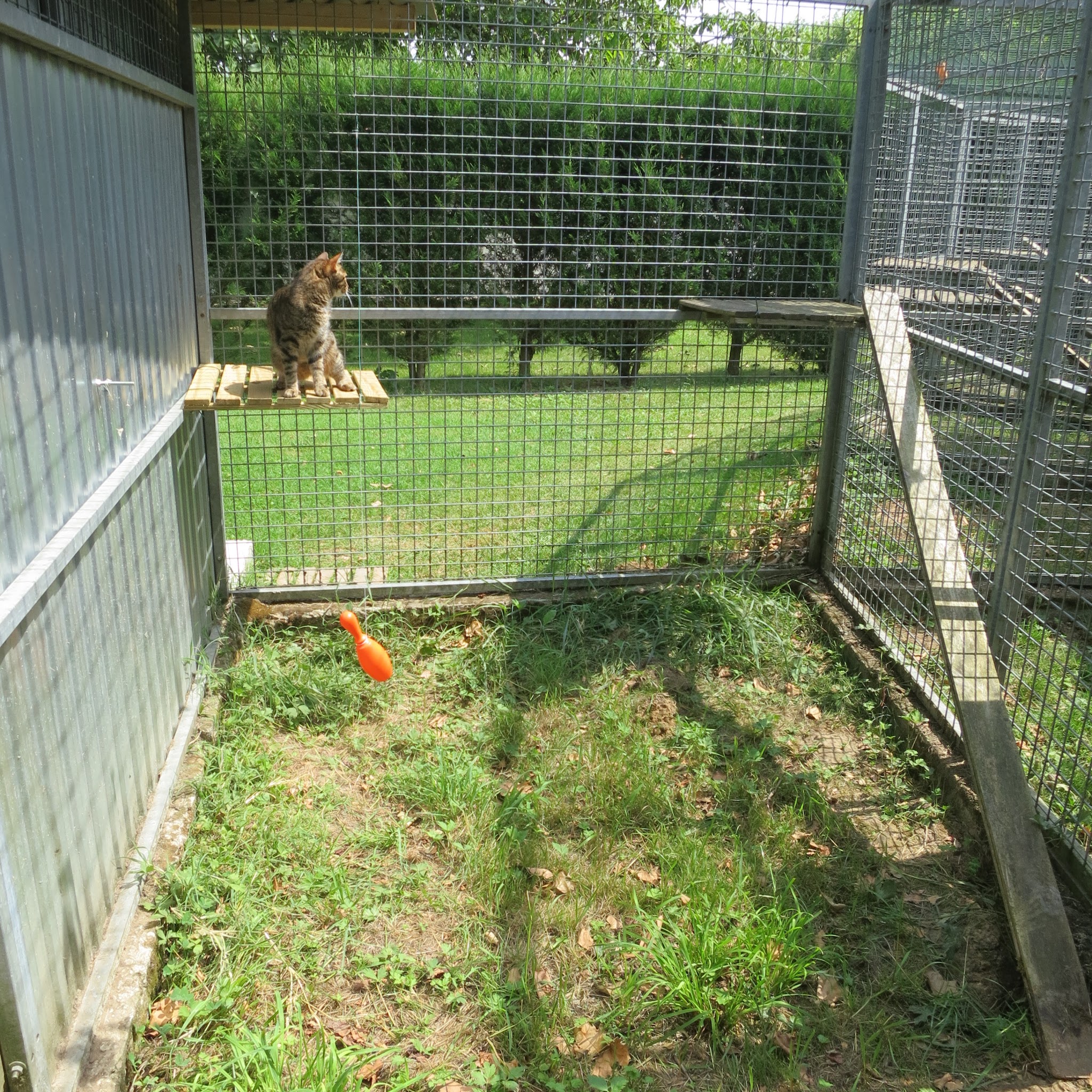 Elevage, pension et éducation canine Combe Delacquis — photo