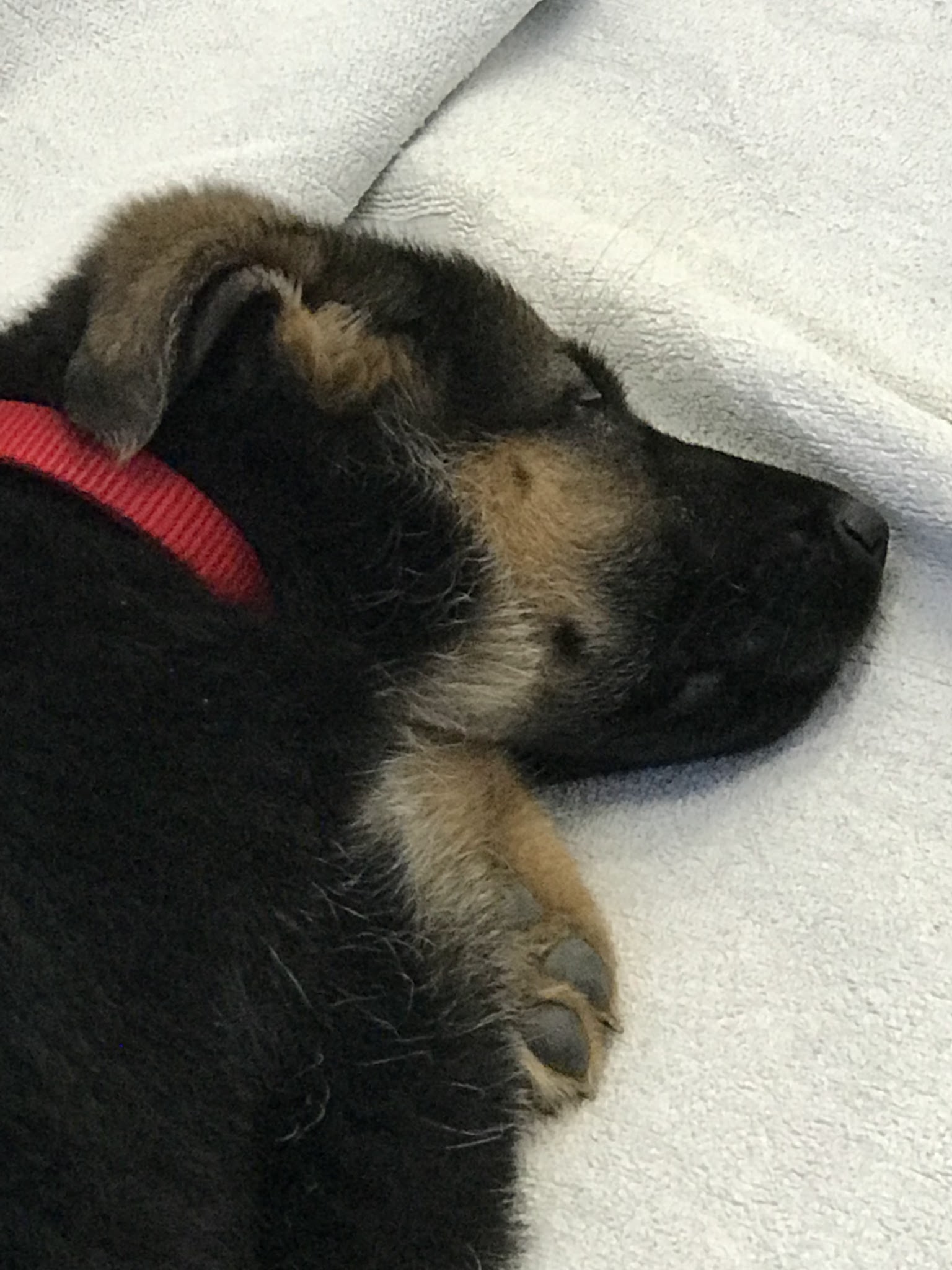 Elevage, pension et éducation canine Combe Delacquis — photo