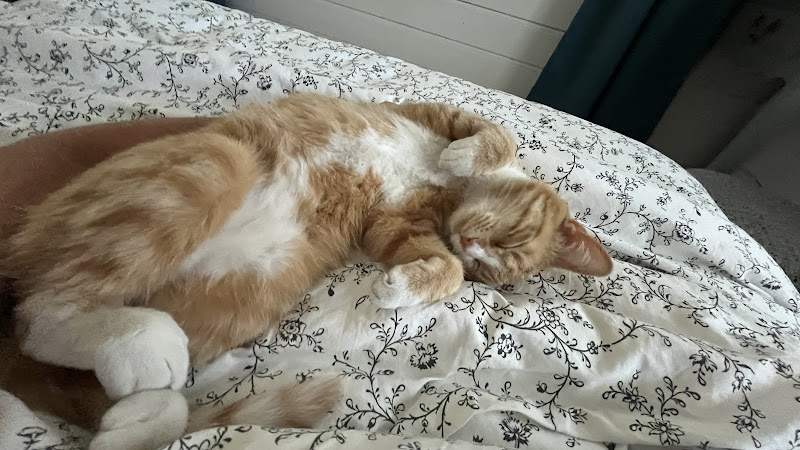 Mission Compagnie - Petsitter
