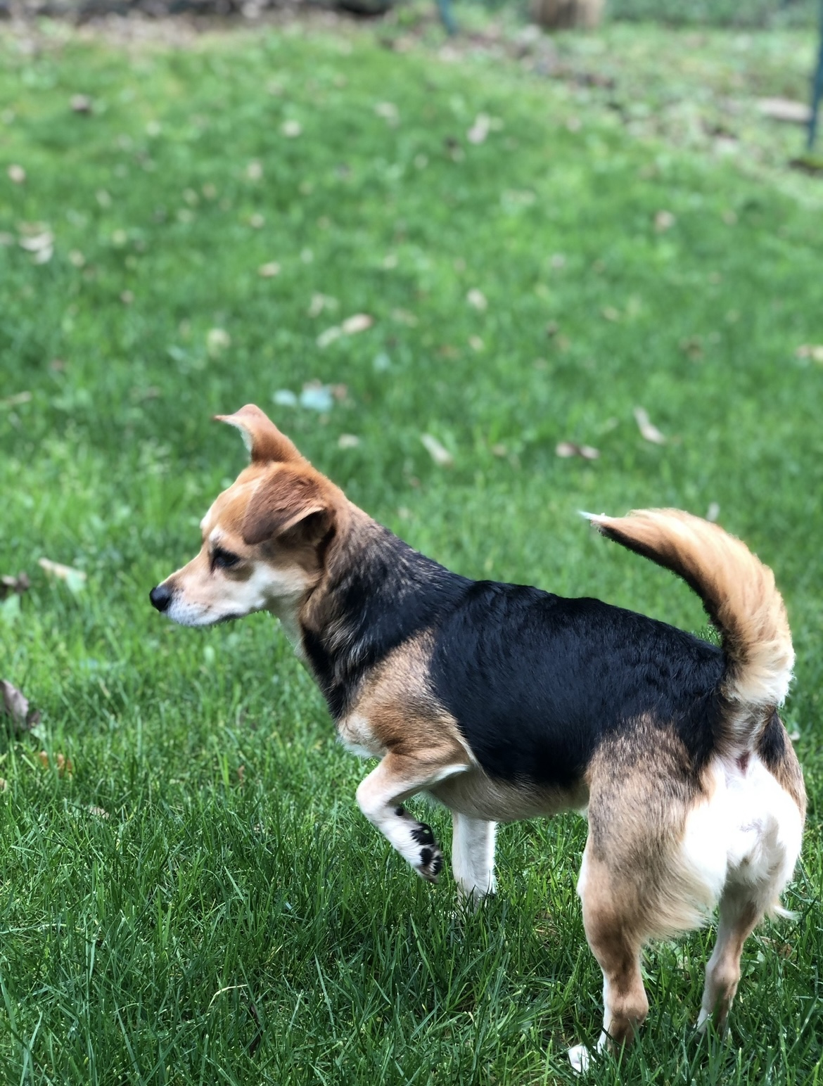 Mission Compagnie - Petsitter — photo