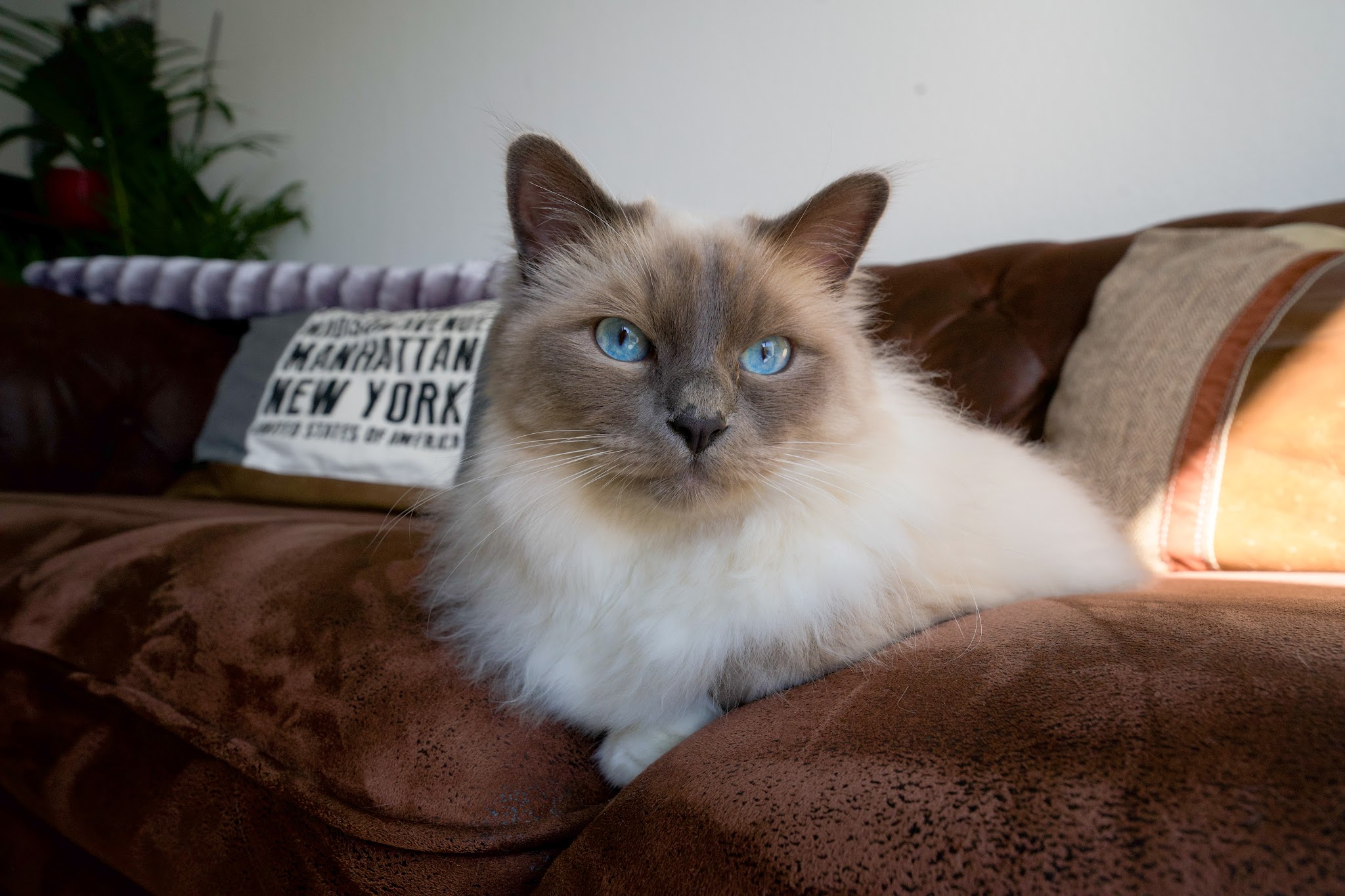 Mission Compagnie - Petsitter — photo