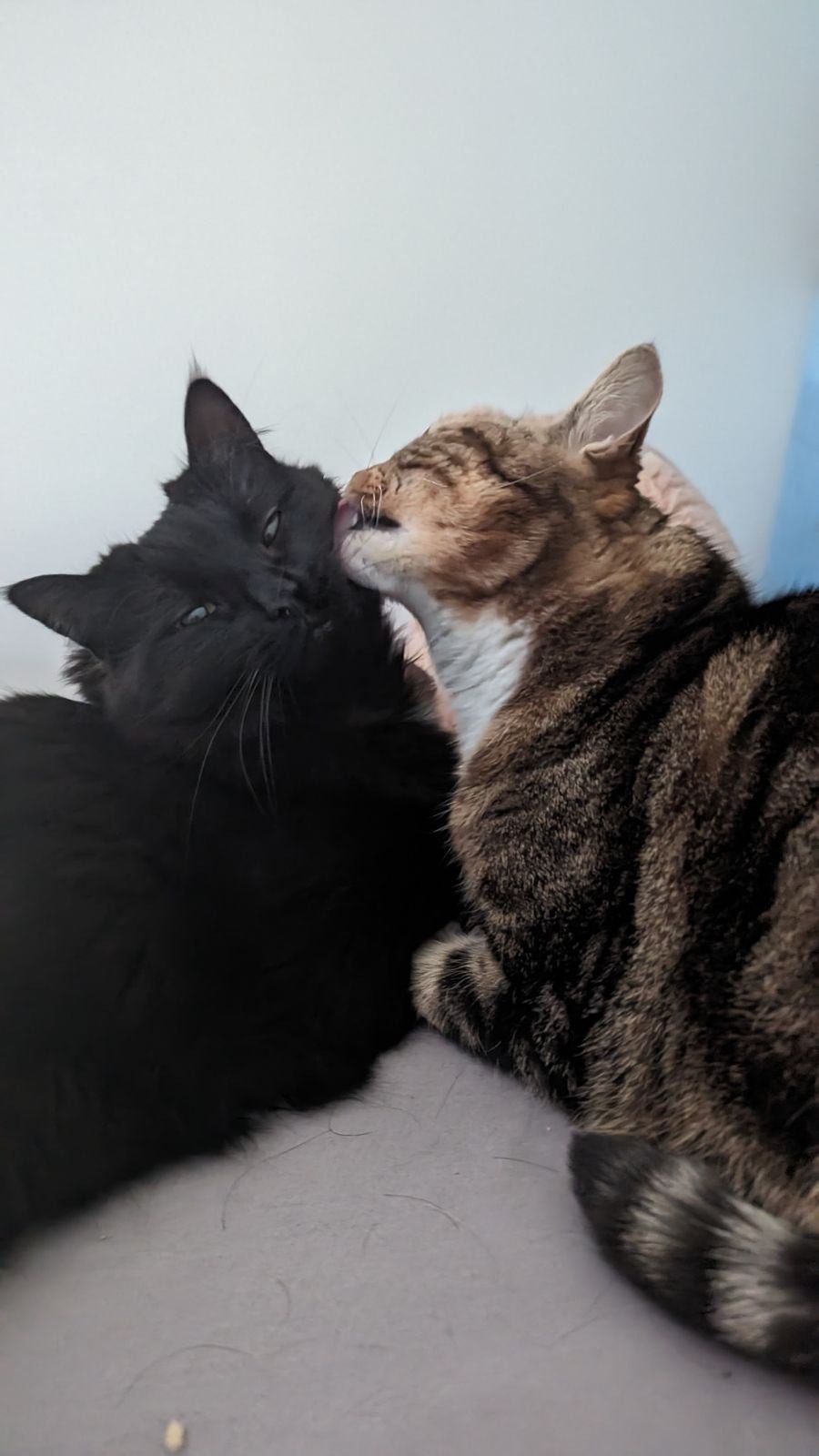 Mission Compagnie - Petsitter — photo