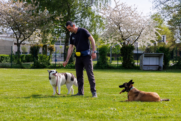 Centre canin Decript'dog – Educateur et comportementaliste canin à Merville
