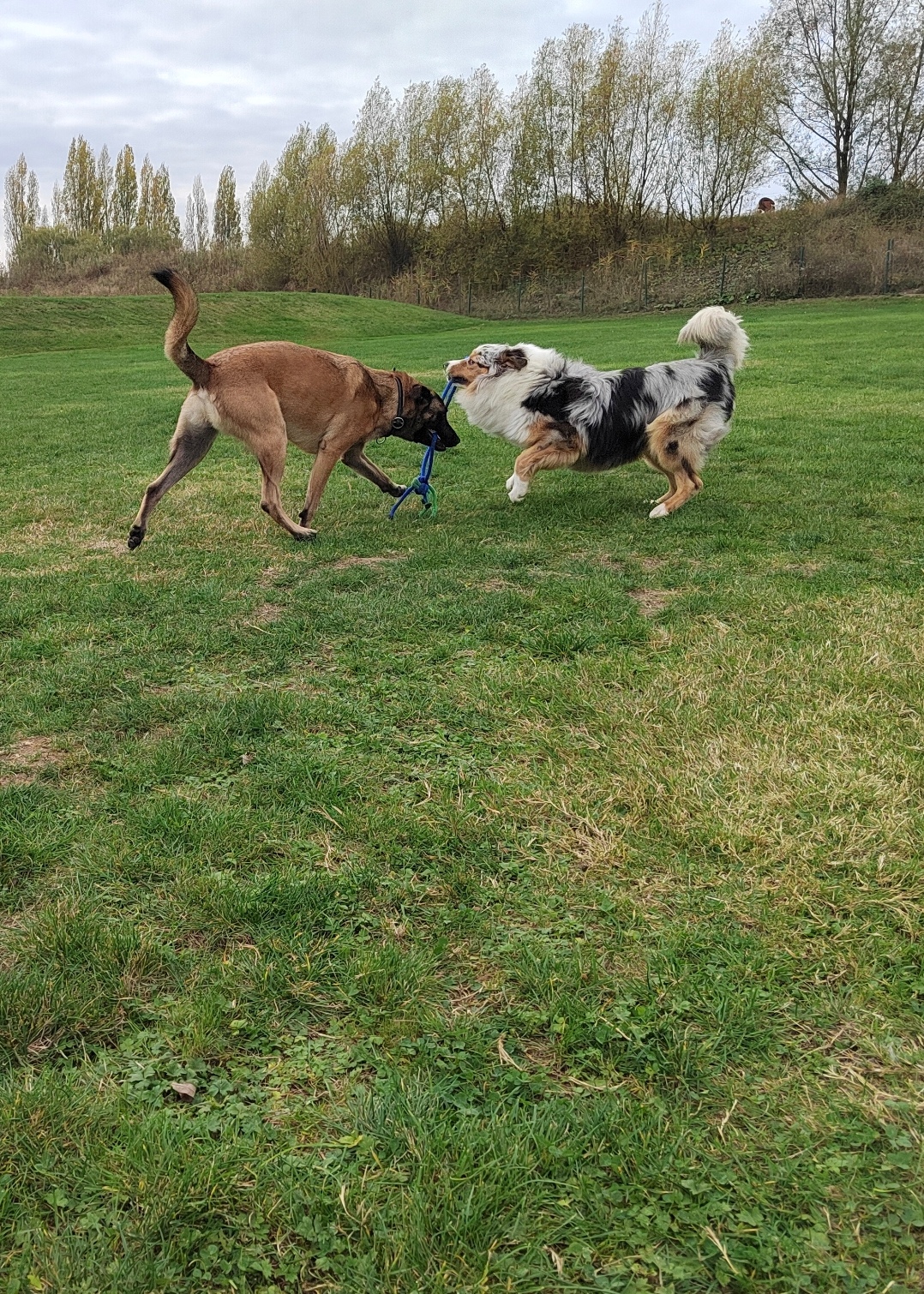 Centre canin Decript'dog – Educateur et comportementaliste canin à Merville — photo
