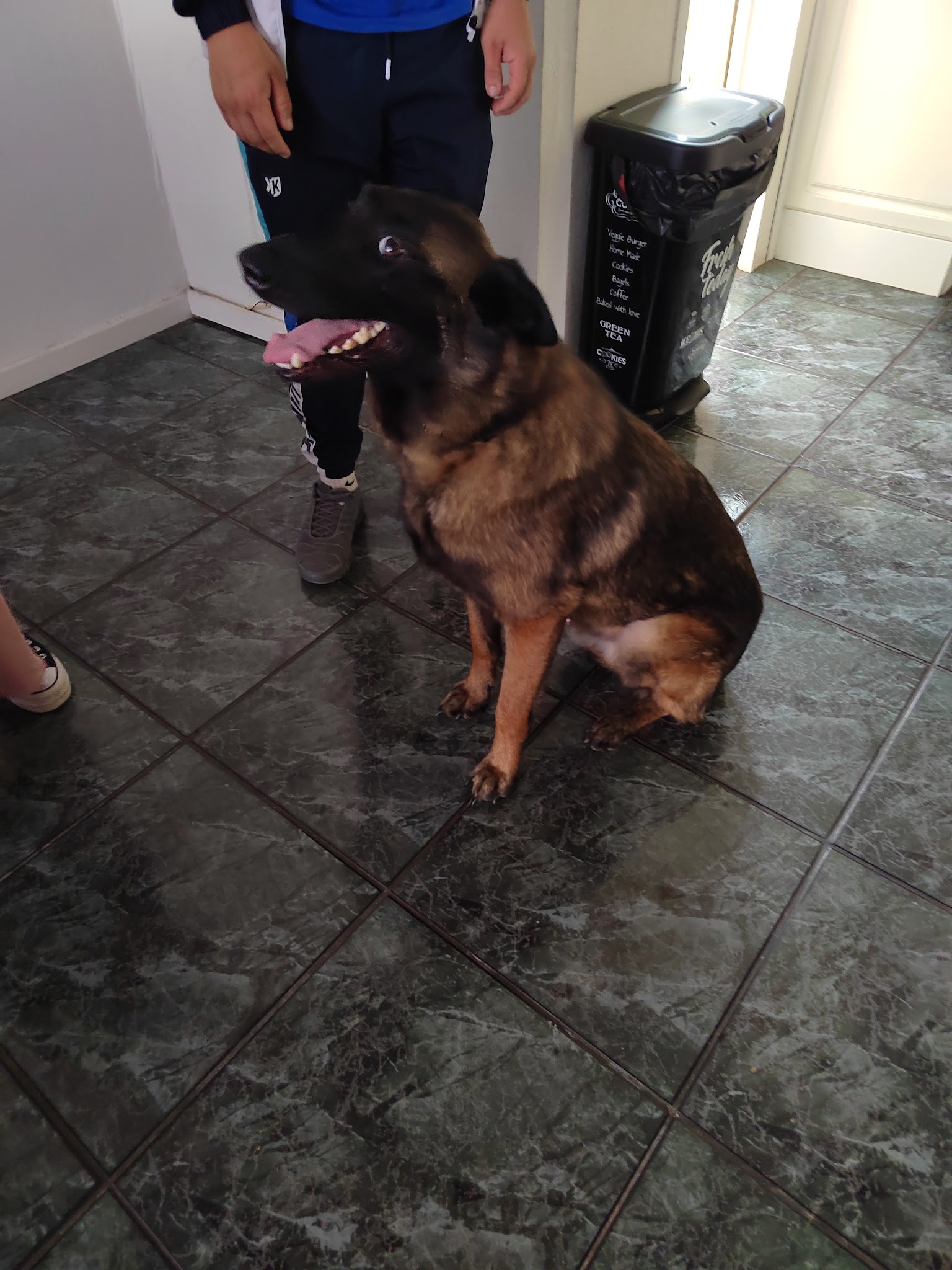 Centre canin Decript'dog – Educateur et comportementaliste canin à Merville — photo