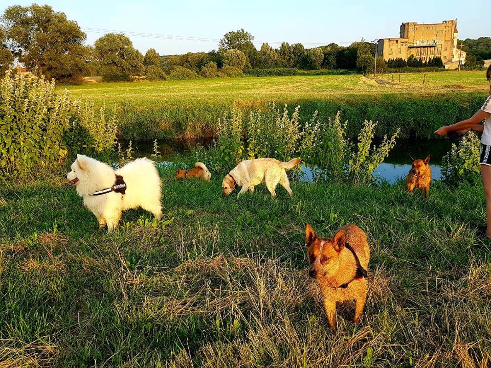Animal Sitting Services — photo