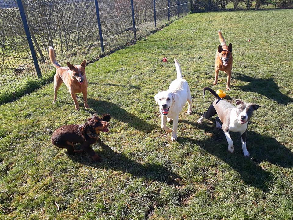 Animal Sitting Services — photo