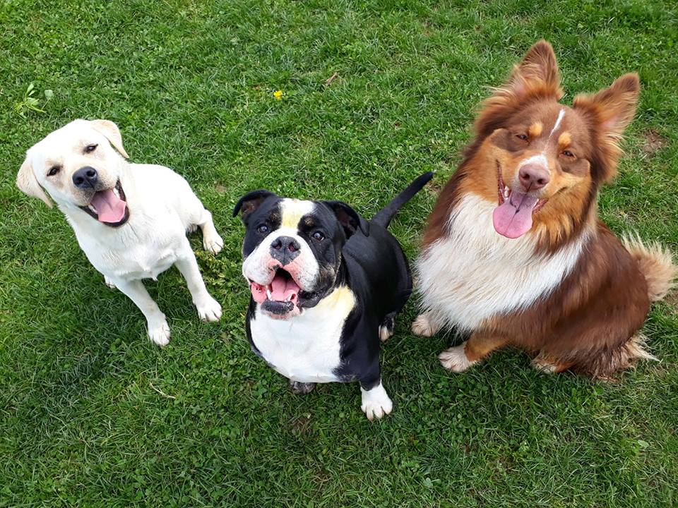Animal Sitting Services — photo