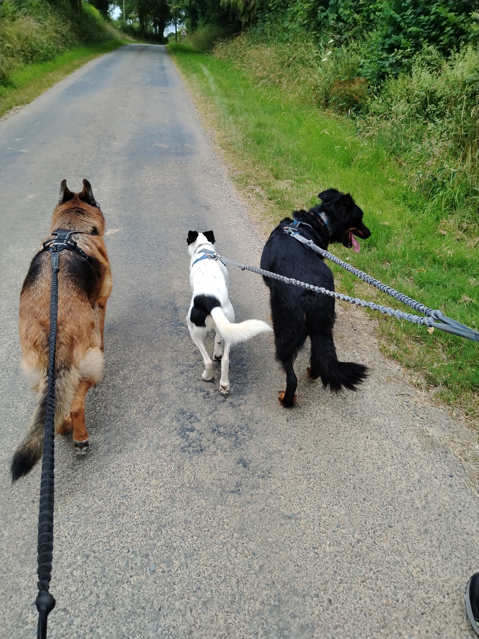 Petsitter les 4 pattes Normandes — photo