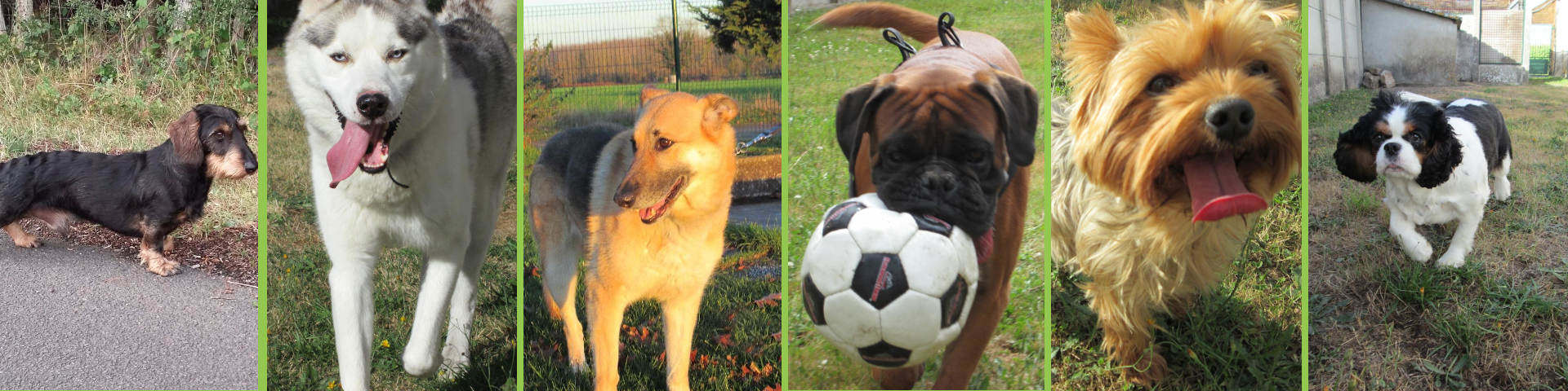 Rousseau Christophe - Pension Canine et Féline 72 — photo
