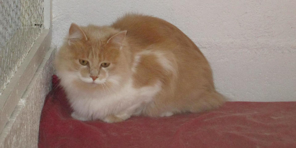 Rousseau Christophe - Pension Canine et Féline 72 — photo