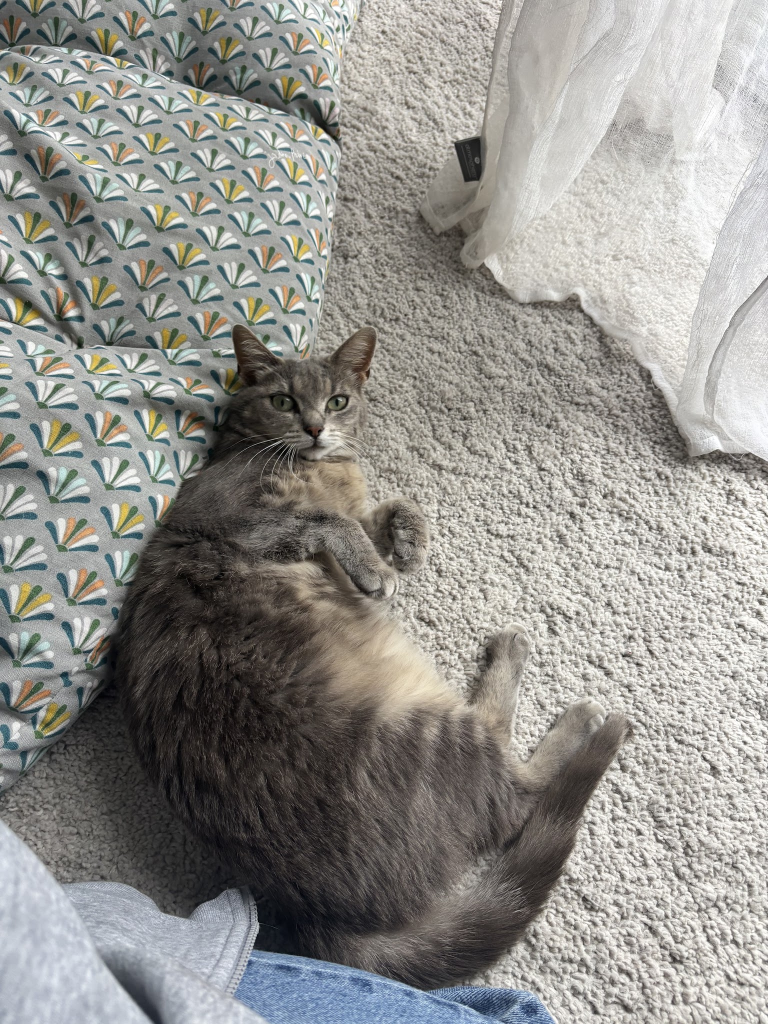 Paw Pet and Clean — photo