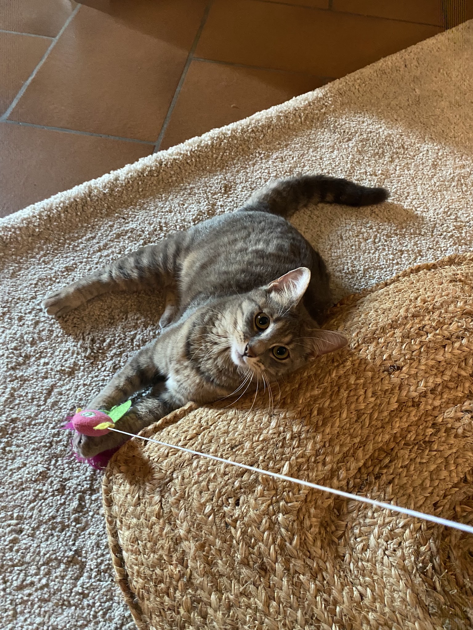 Paw Pet and Clean — photo