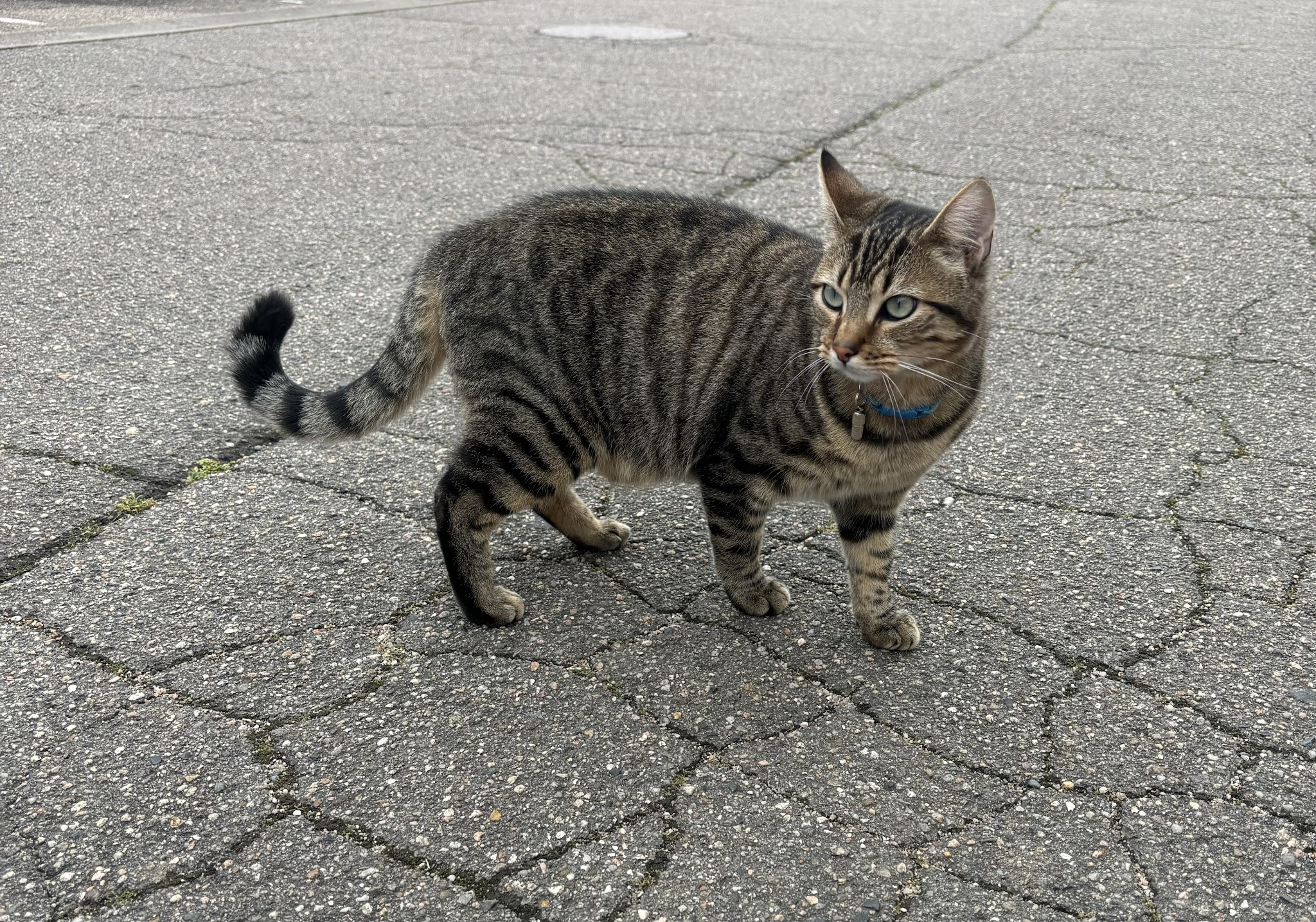 Paw Pet and Clean — photo