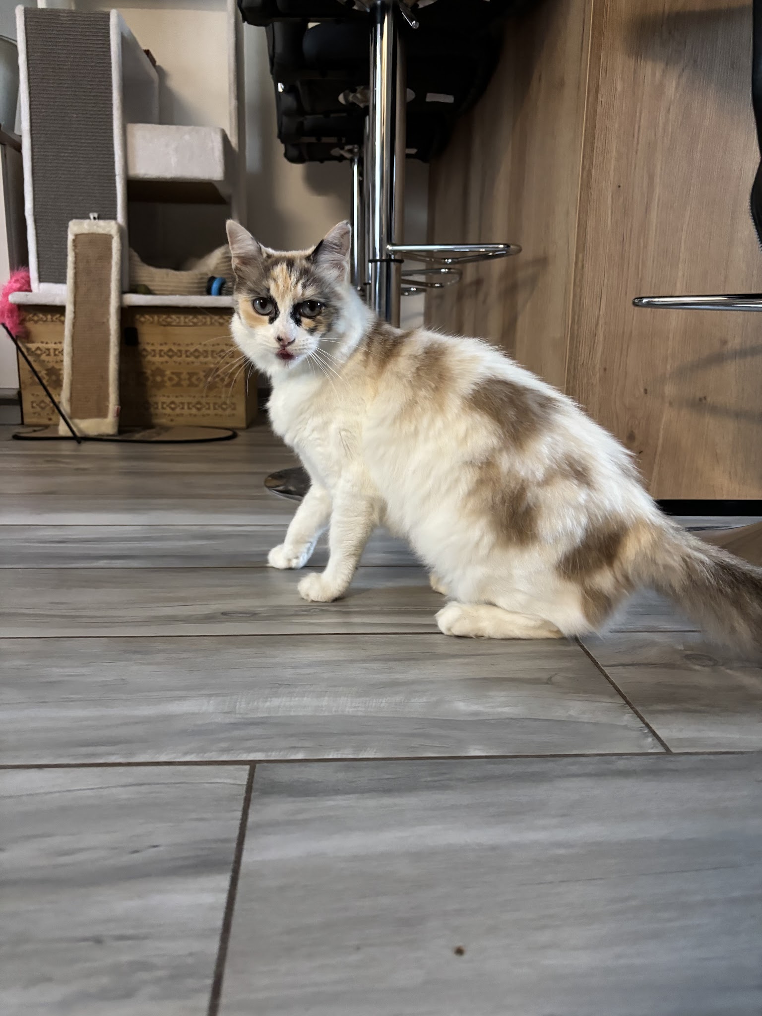 Paw Pet and Clean — photo