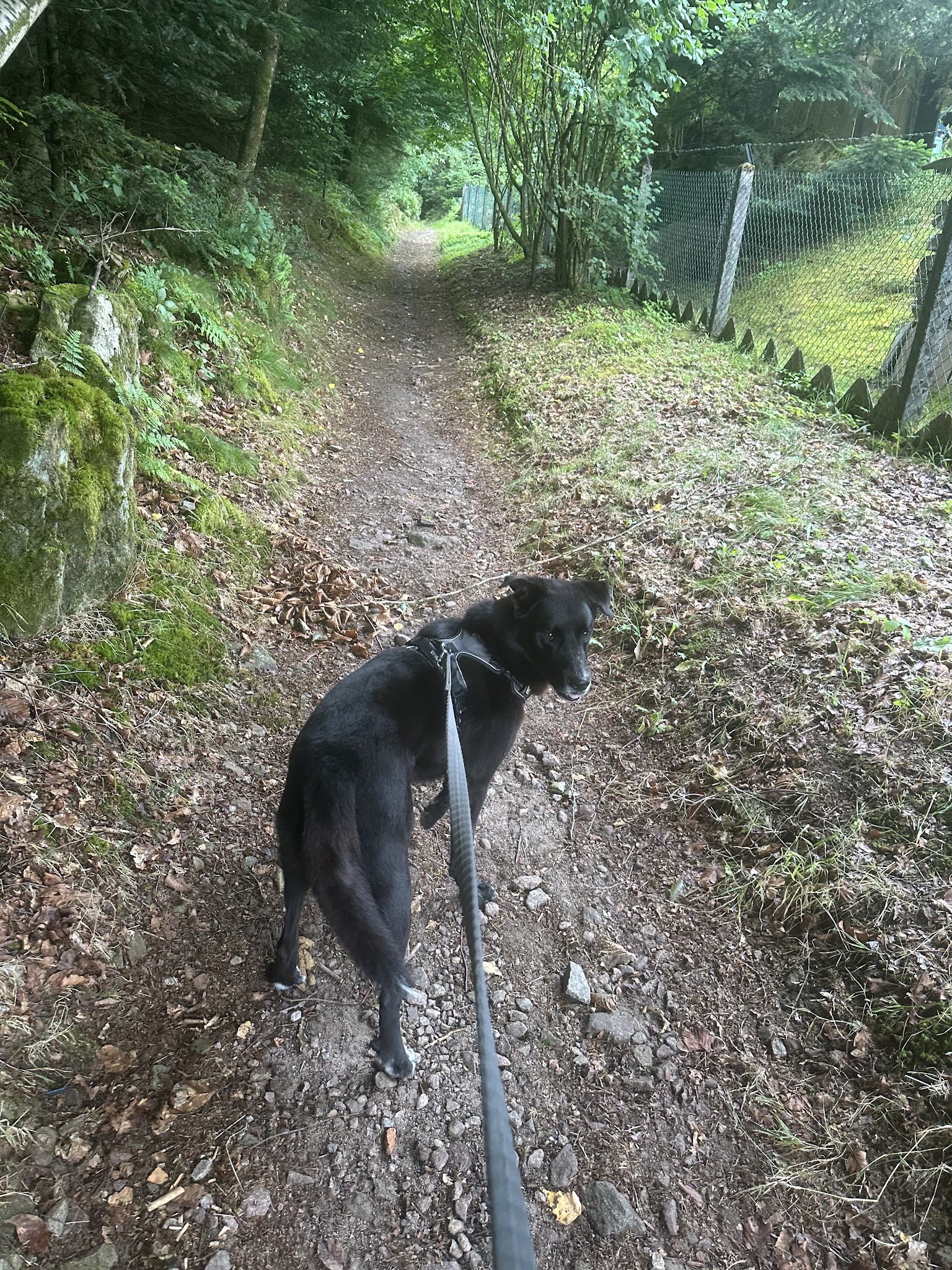 Pet sitter 88 — photo