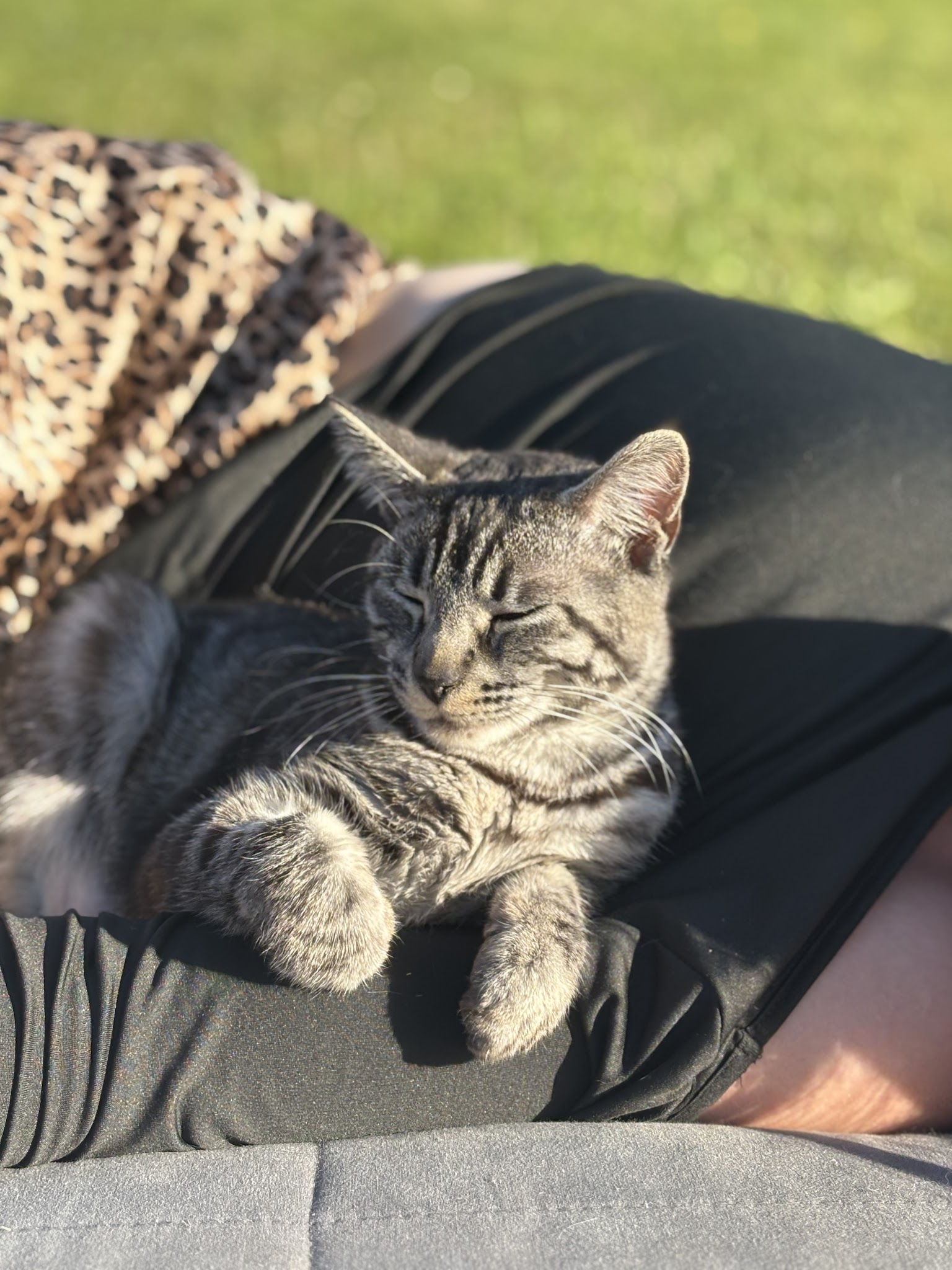 Pet sitter 88 — photo