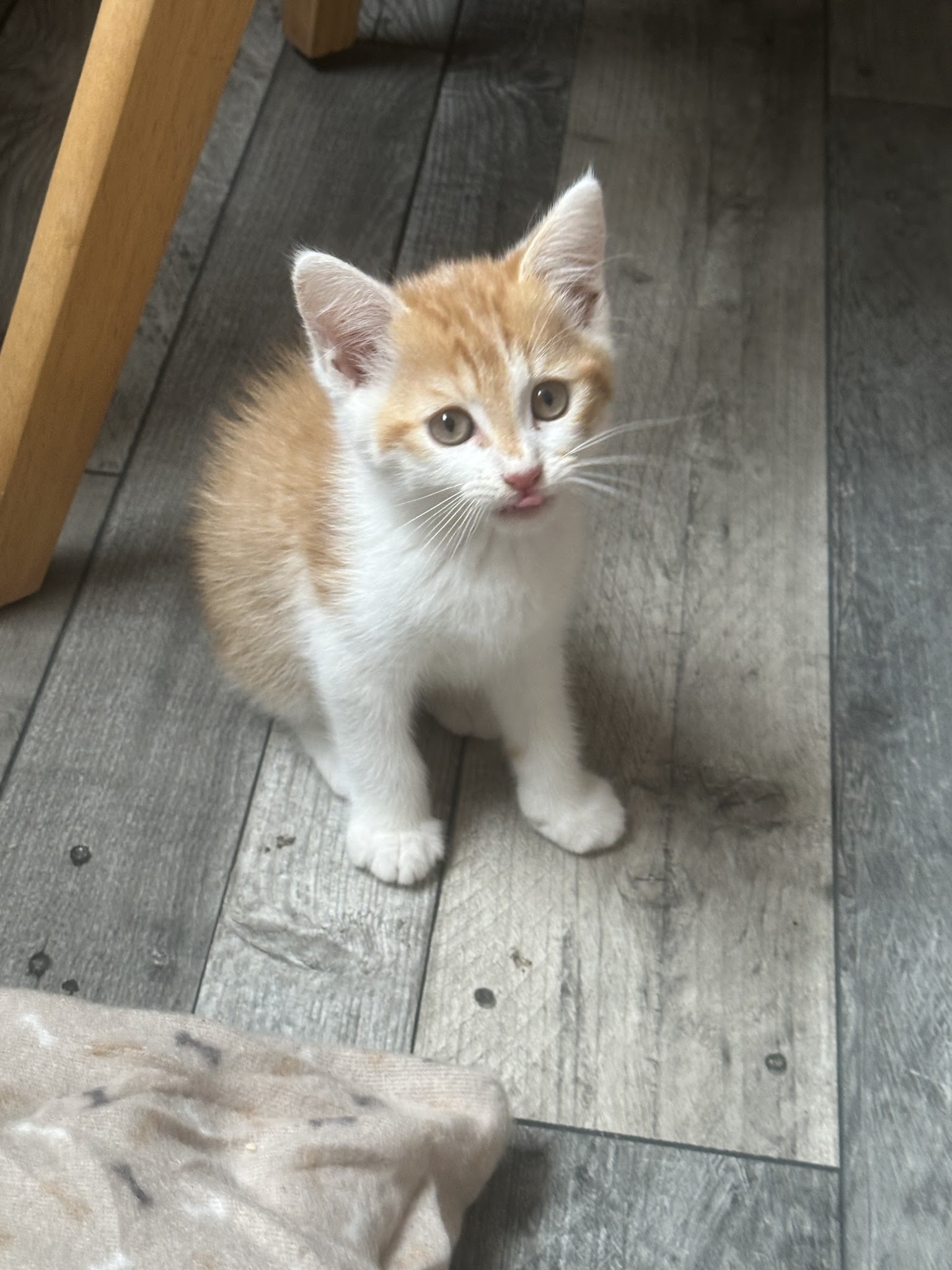Pet sitter 88 — photo