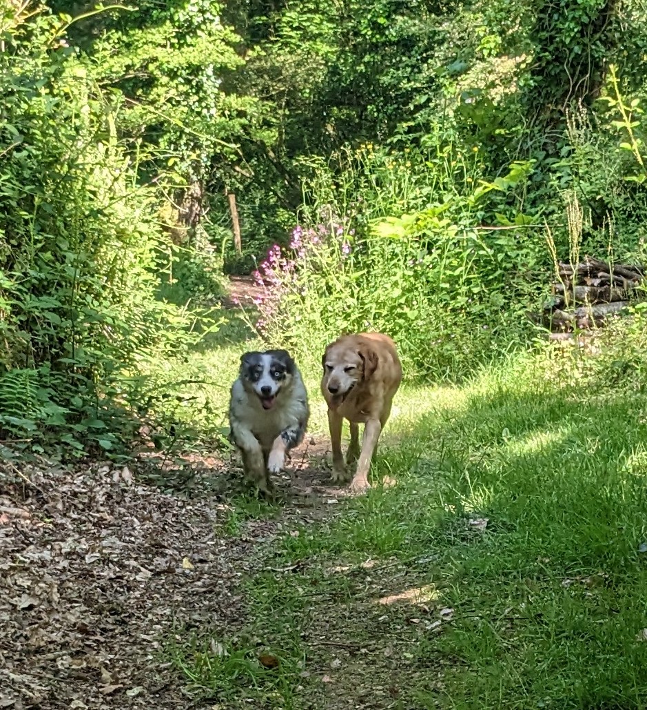 Pension canine du Coetny — photo