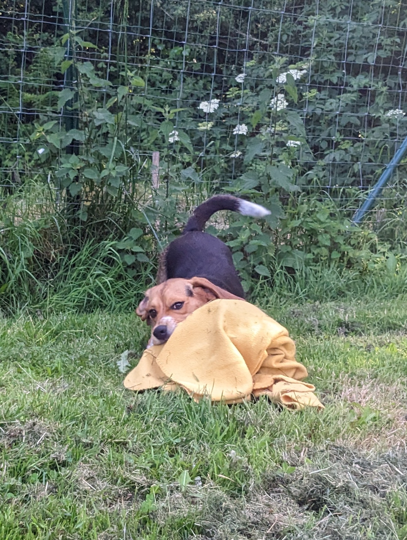 Pension canine du Coetny — photo
