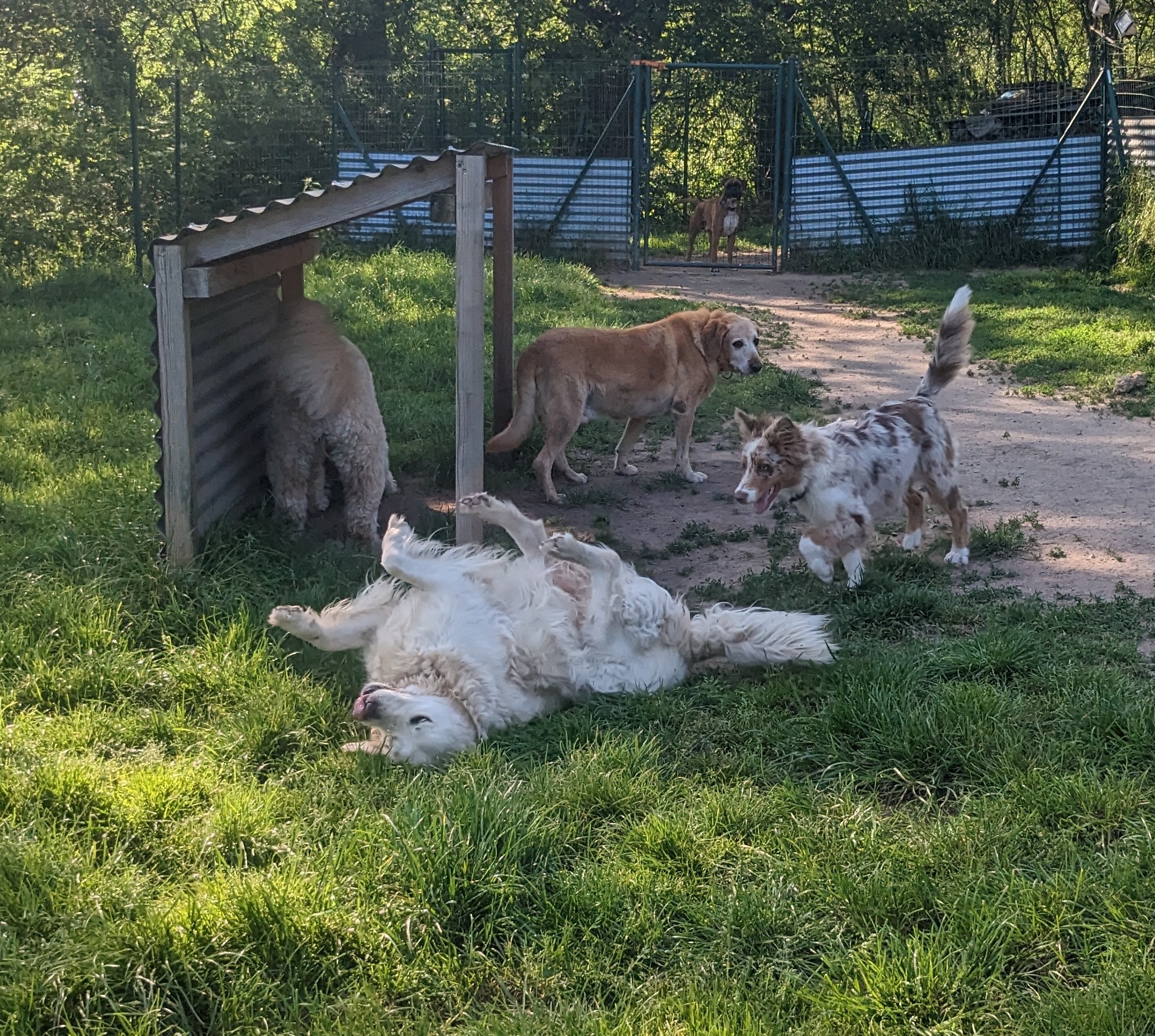Pension canine du Coetny — photo