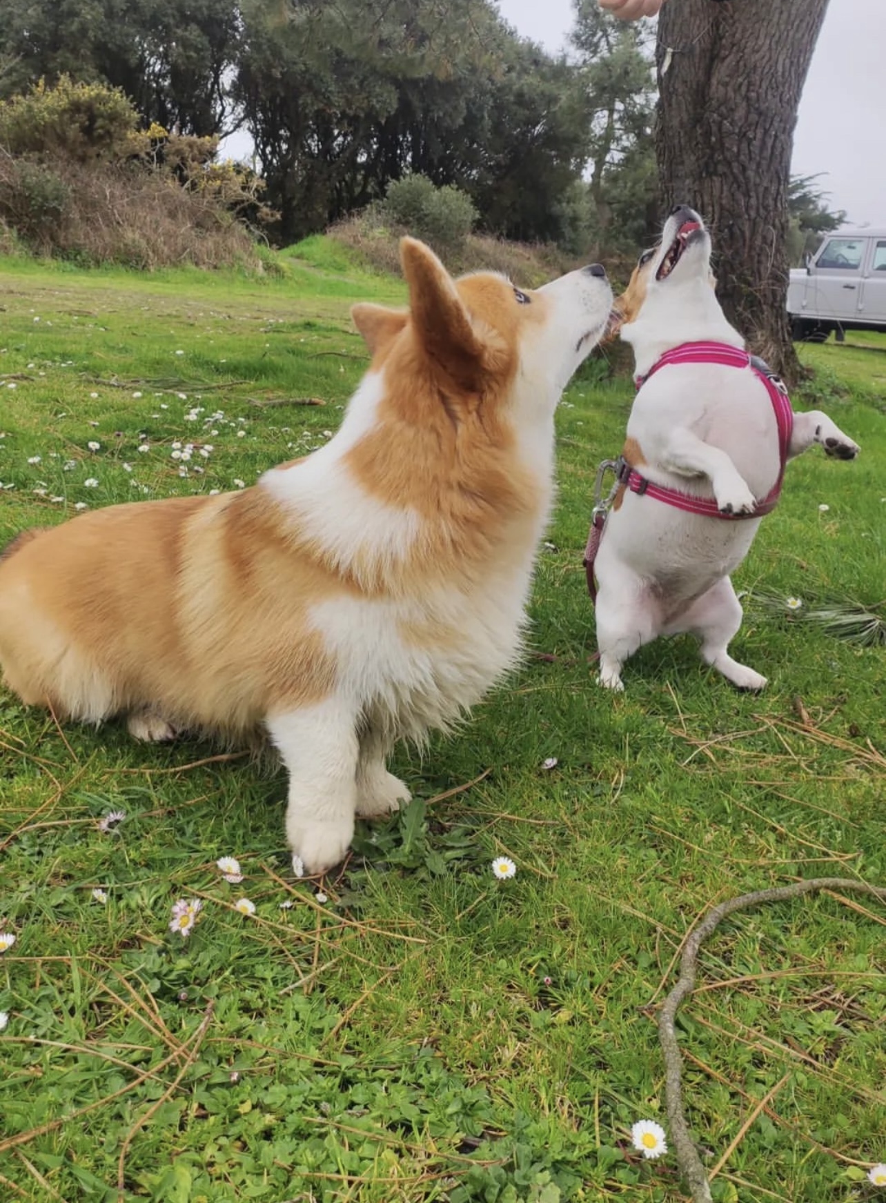 Bleizez Breizh - éducation canine • école du chiot • cours collectif • promenade canine • garde d'animaux — photo