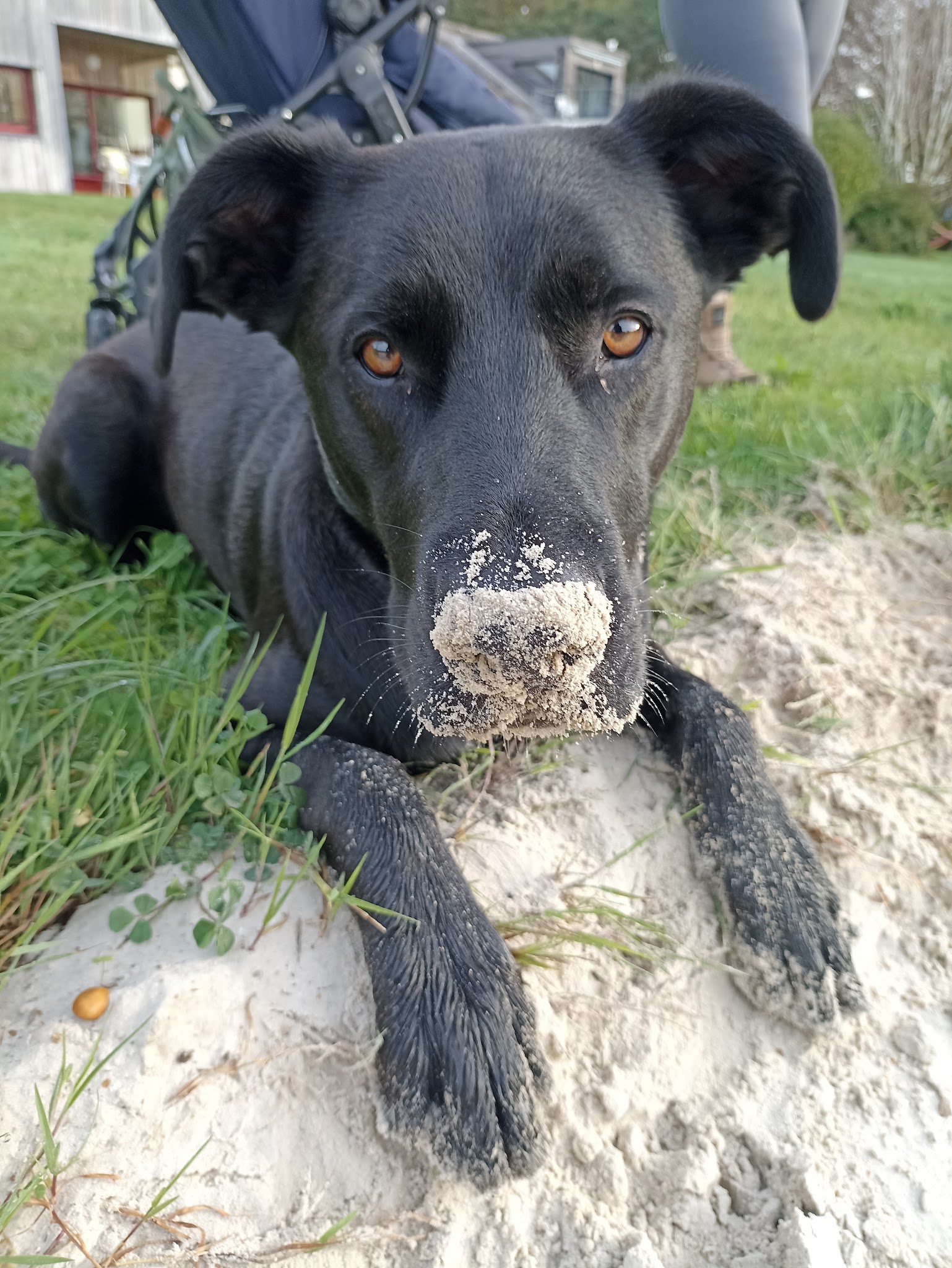 Bleizez Breizh - éducation canine • école du chiot • cours collectif • promenade canine • garde d'animaux — photo