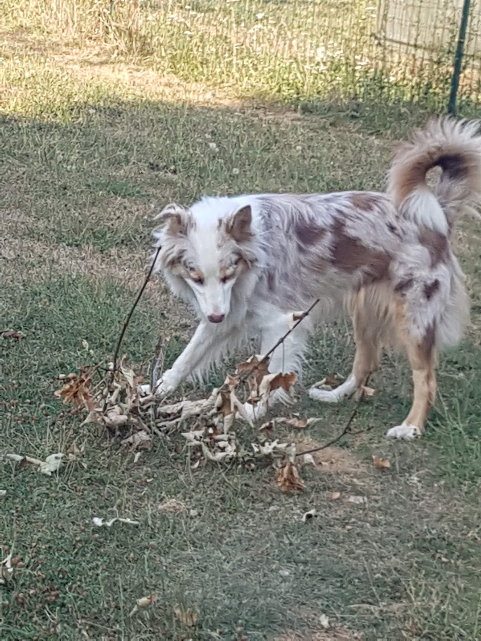 PENSION CANINE — photo